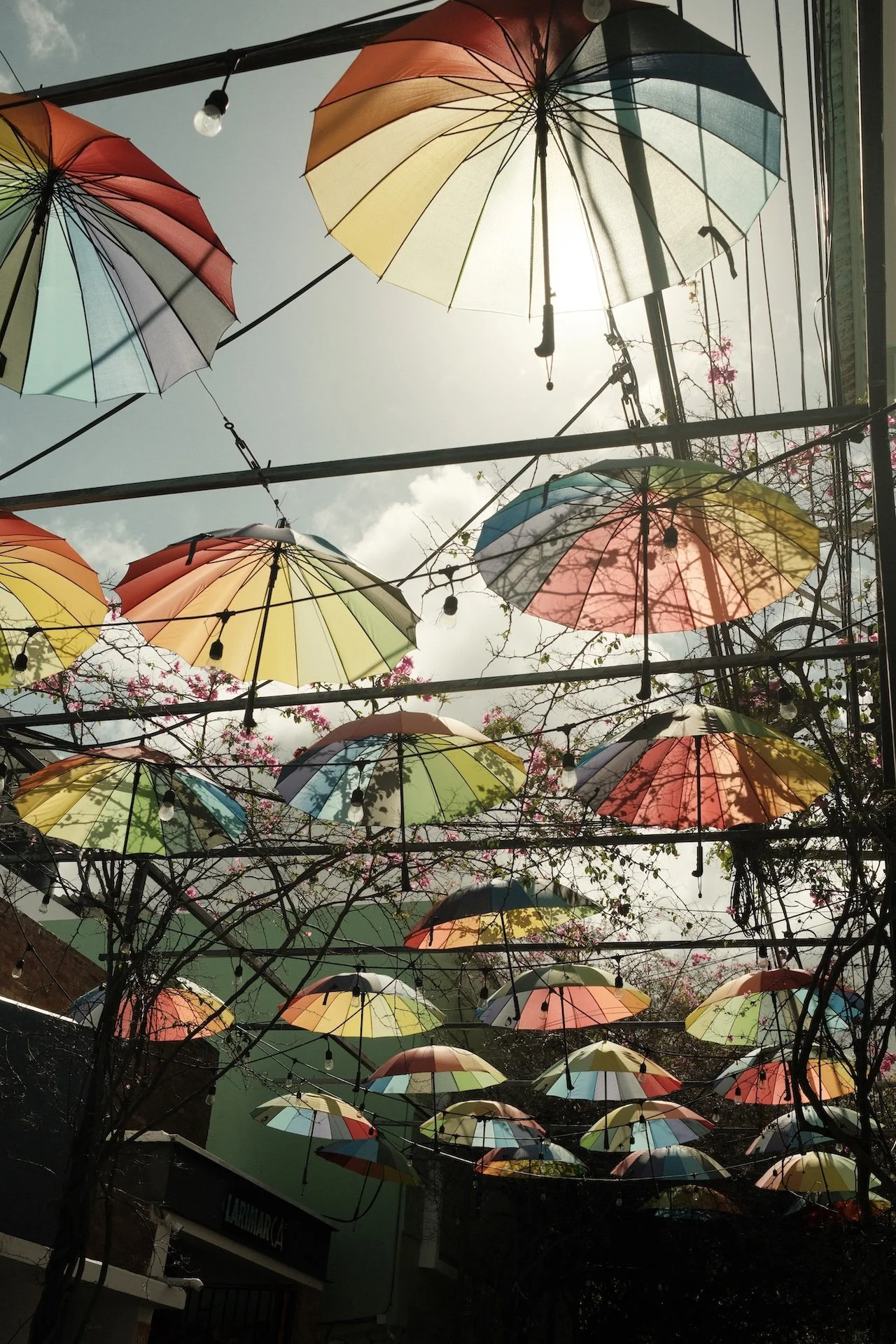 Colorful umbrellas hanging overhead in an outdoor space, with sunlight shining through and pink flowering trees in the background.