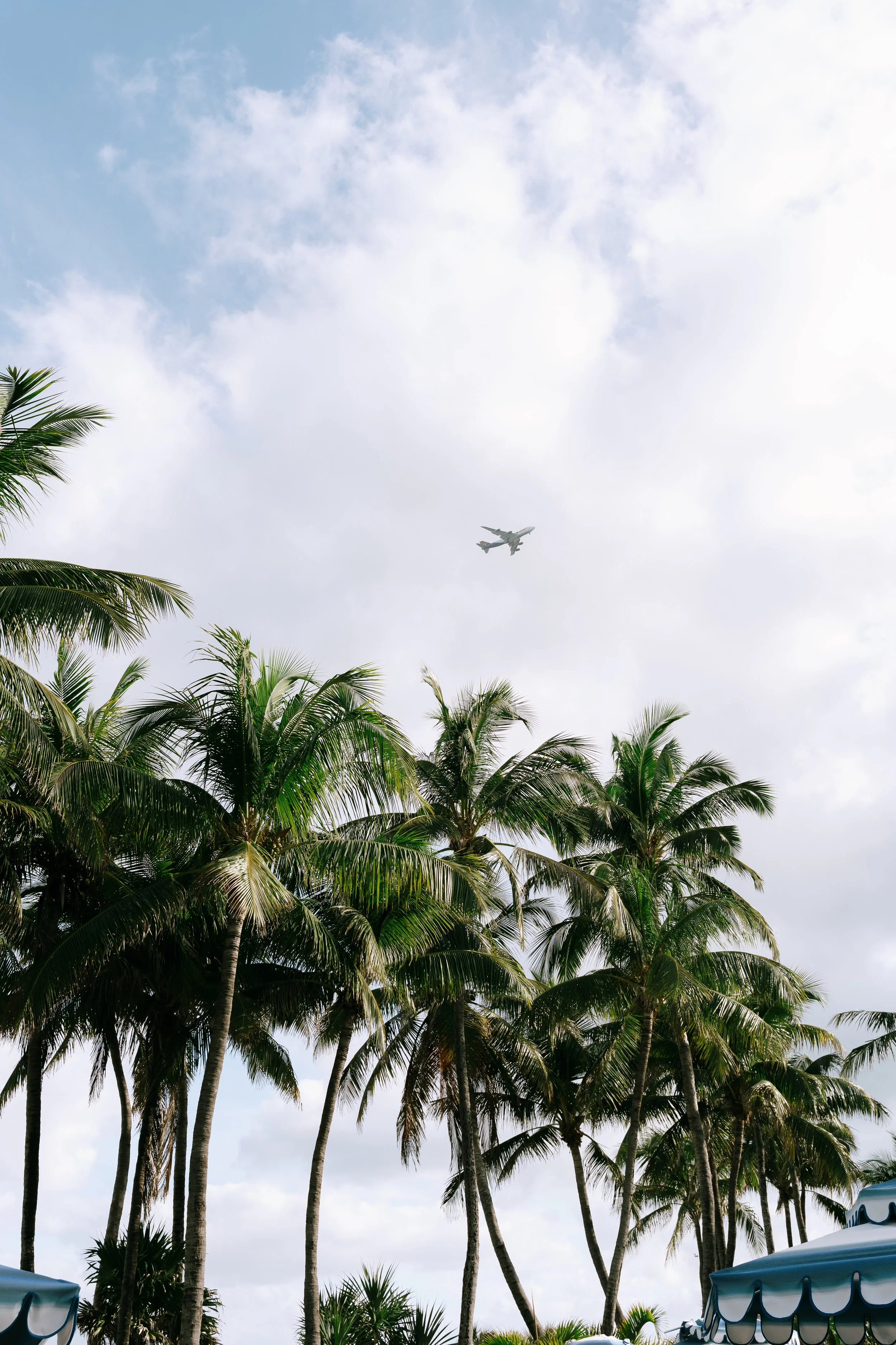 Palm trees with an airplane flying overhead in a cloudy sky.