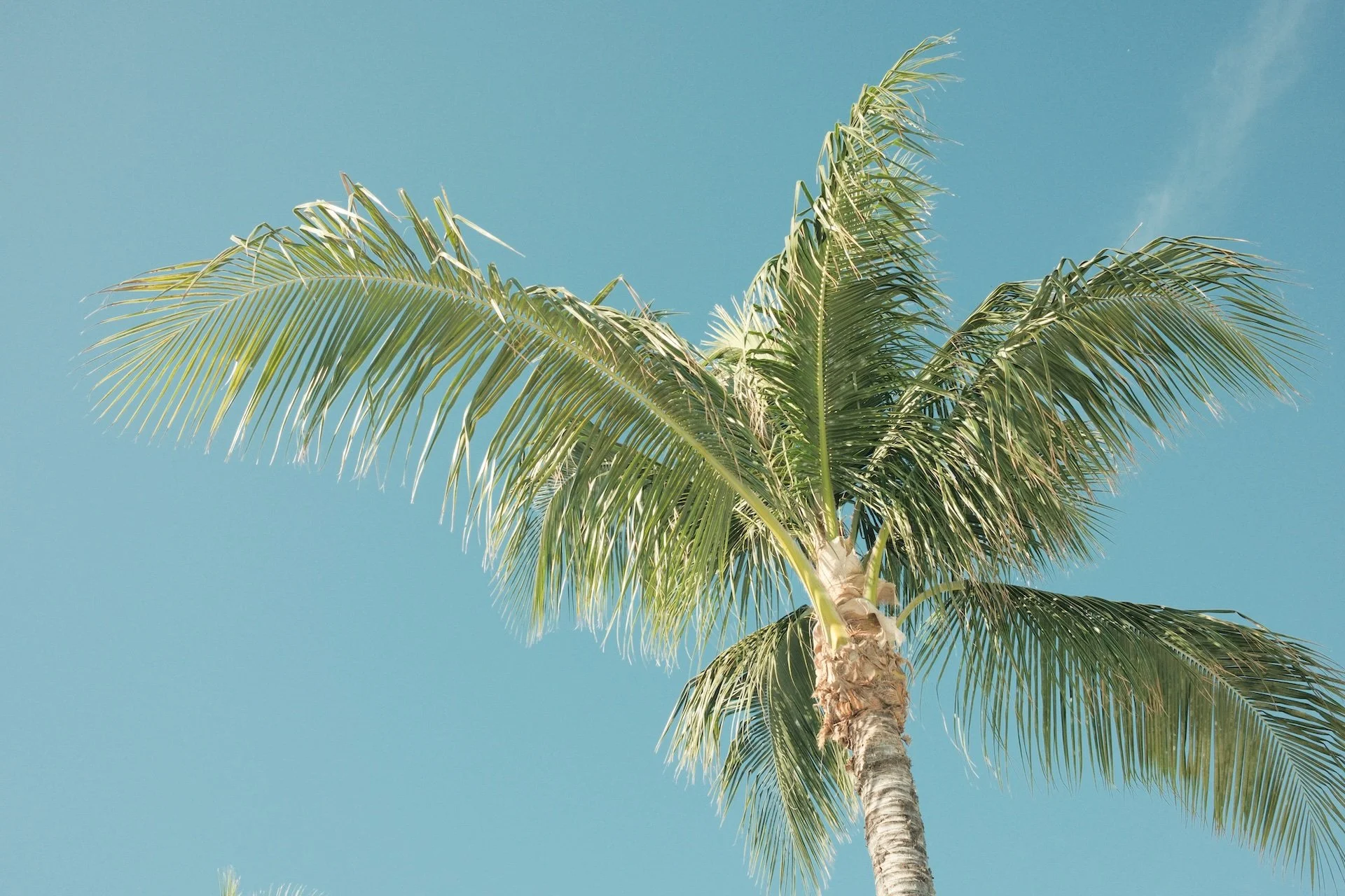 A palm tree with long green fronds against a clear blue sky.