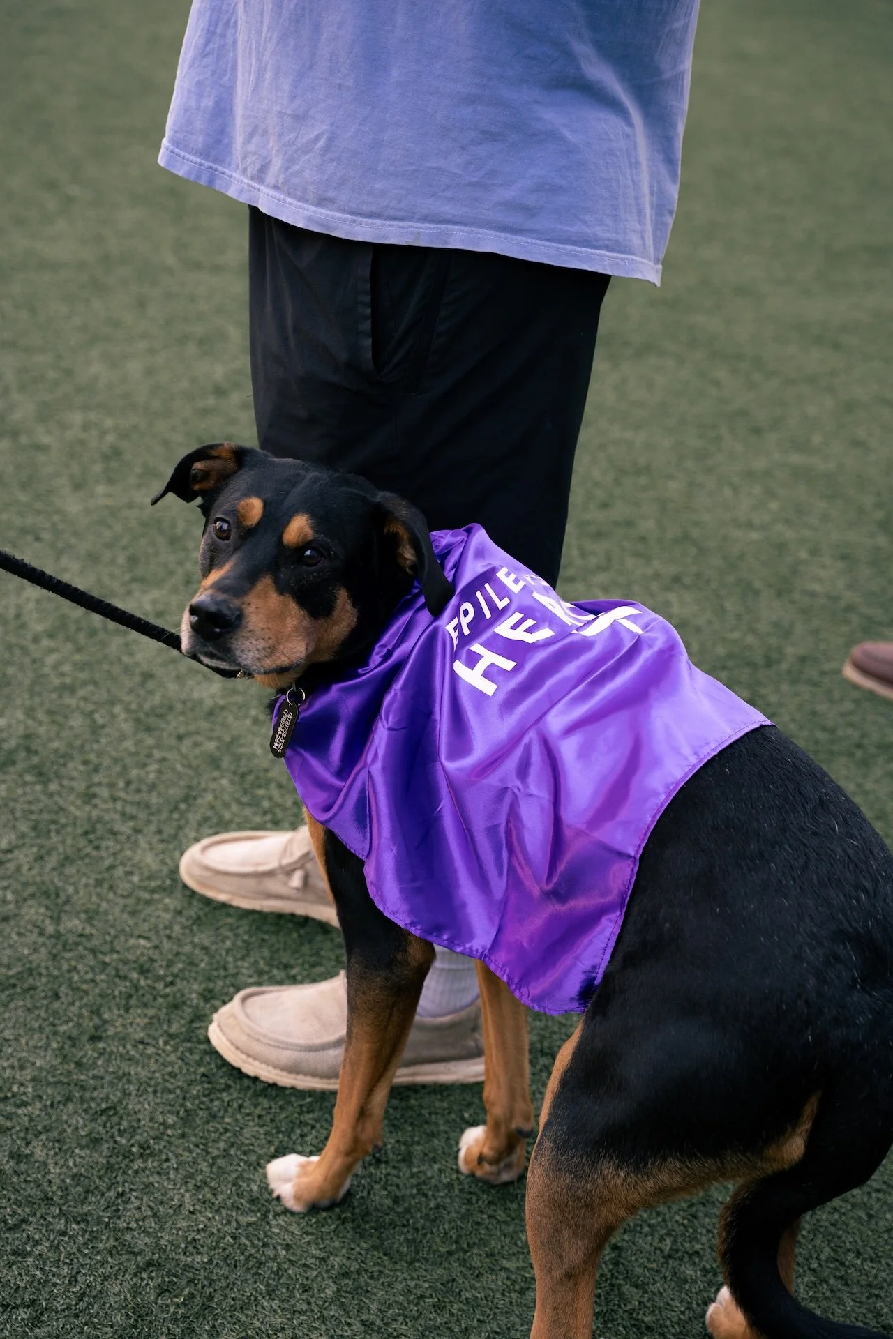 A black and brown dog wearing a purple vest with white text that says "PILLAR H F" and a black collar, standing on a green surface beside a person wearing black pants, tan shoes, and a purple shirt.