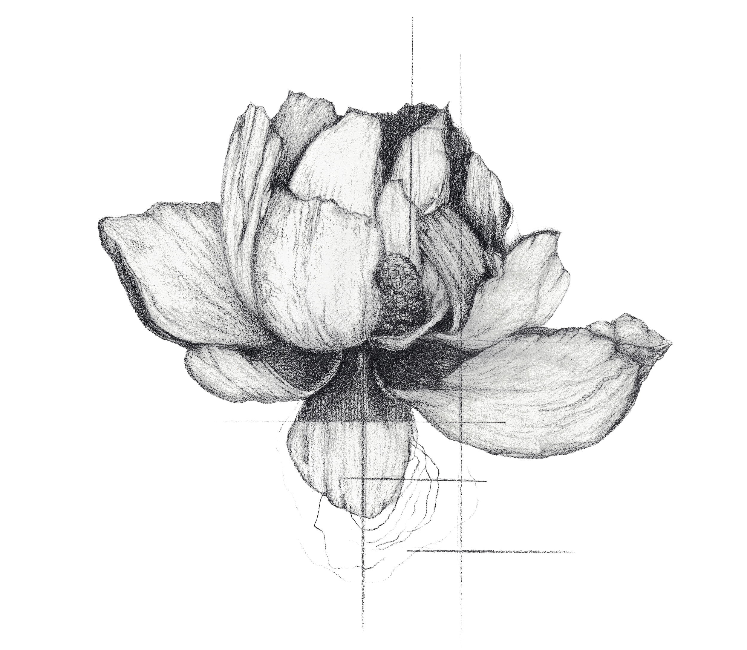 A detailed black and white sketch of a blooming flower, showing petals, leaves, and stems.