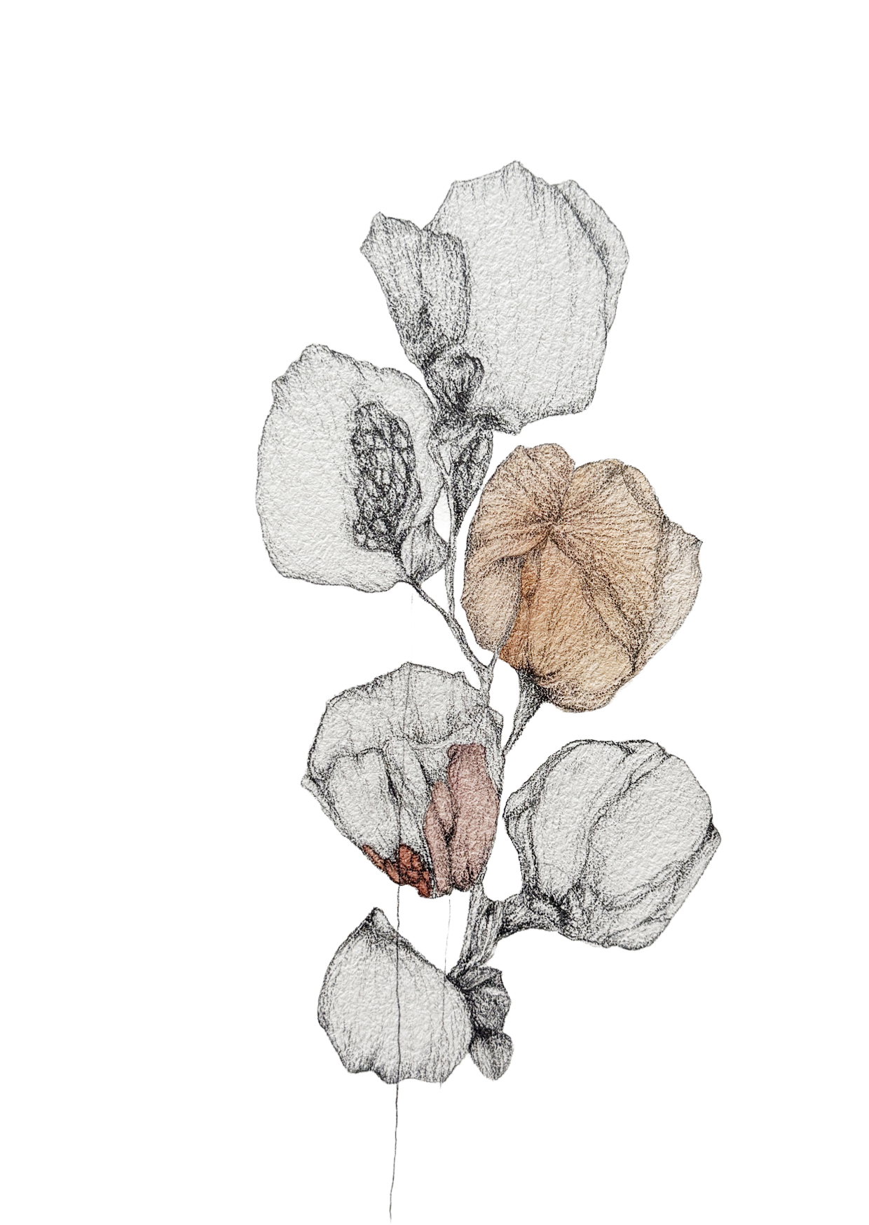 Line drawing of dried cotton flowers with some colored leaves and buds.