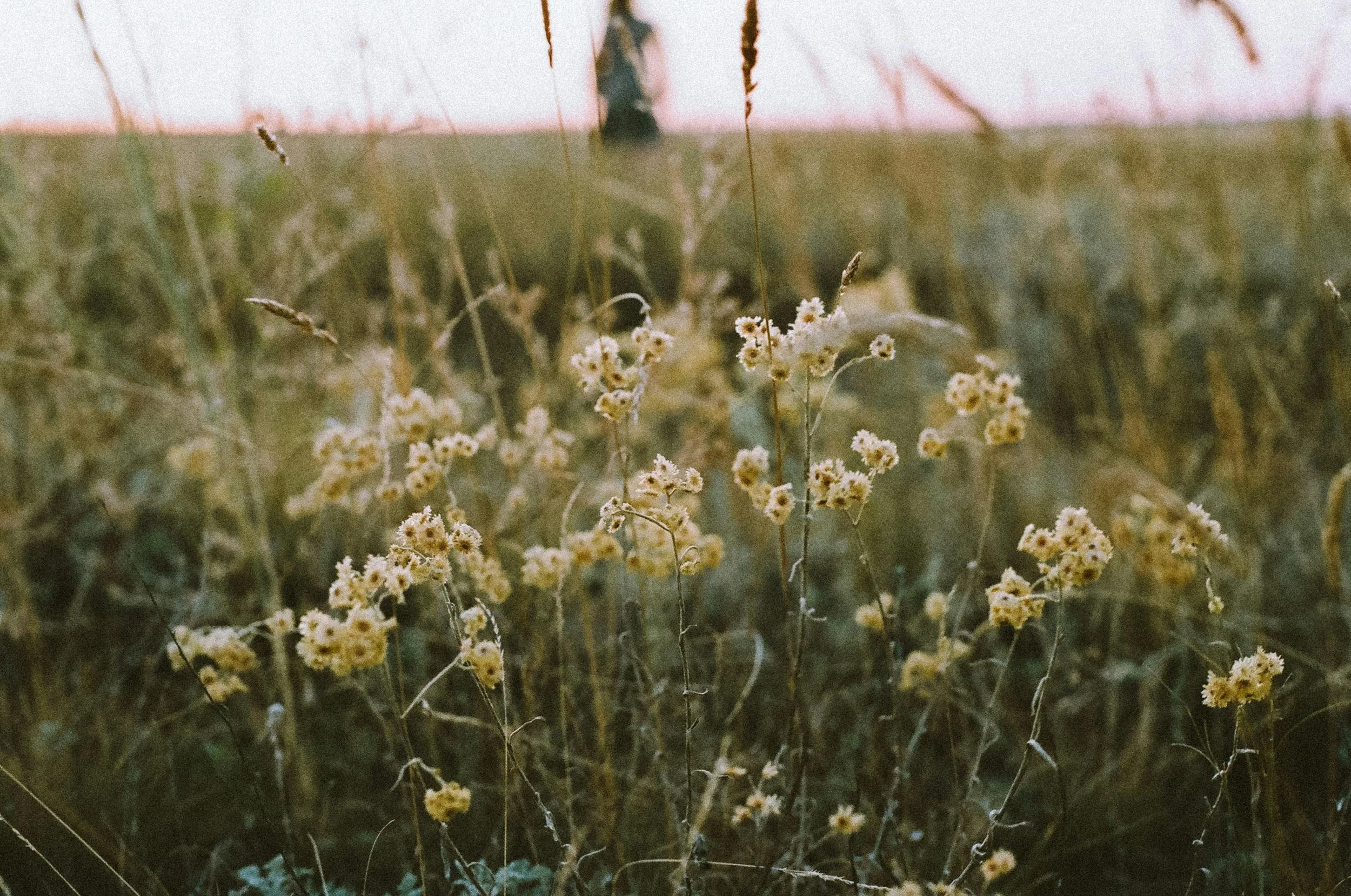 Close-up of dried yellow and white wildflowers in a field during sunset with a blurred figure in the background.