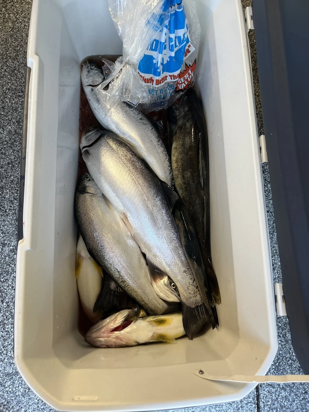 Steelhead Cooler.jpeg