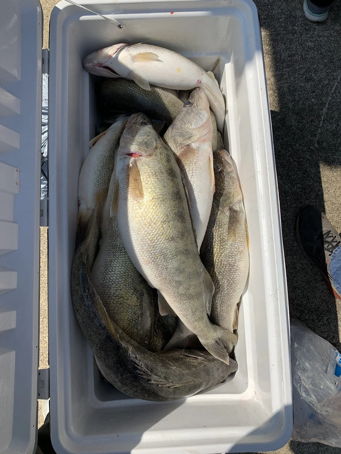 Walleye Cooler.jpeg
