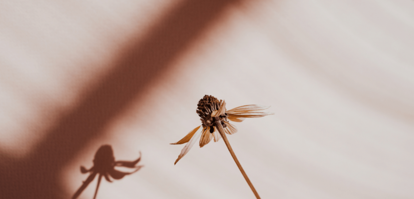 A close-up of a withered flower with a shadow cast on a plain surface.