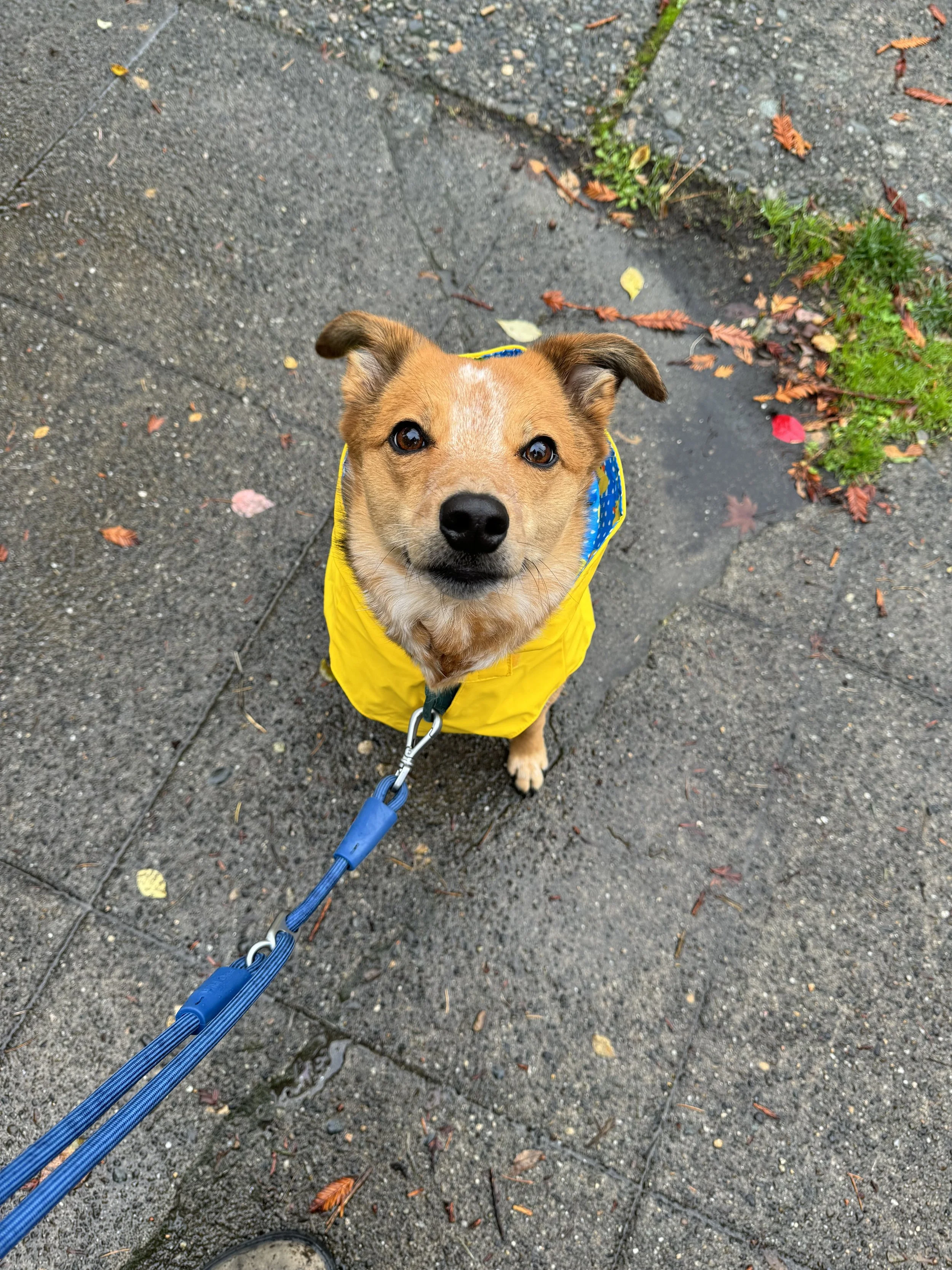 A small brown dog wearing a yellow raincoat on a wet sidewalk, looking up at the camera with a curious expression.