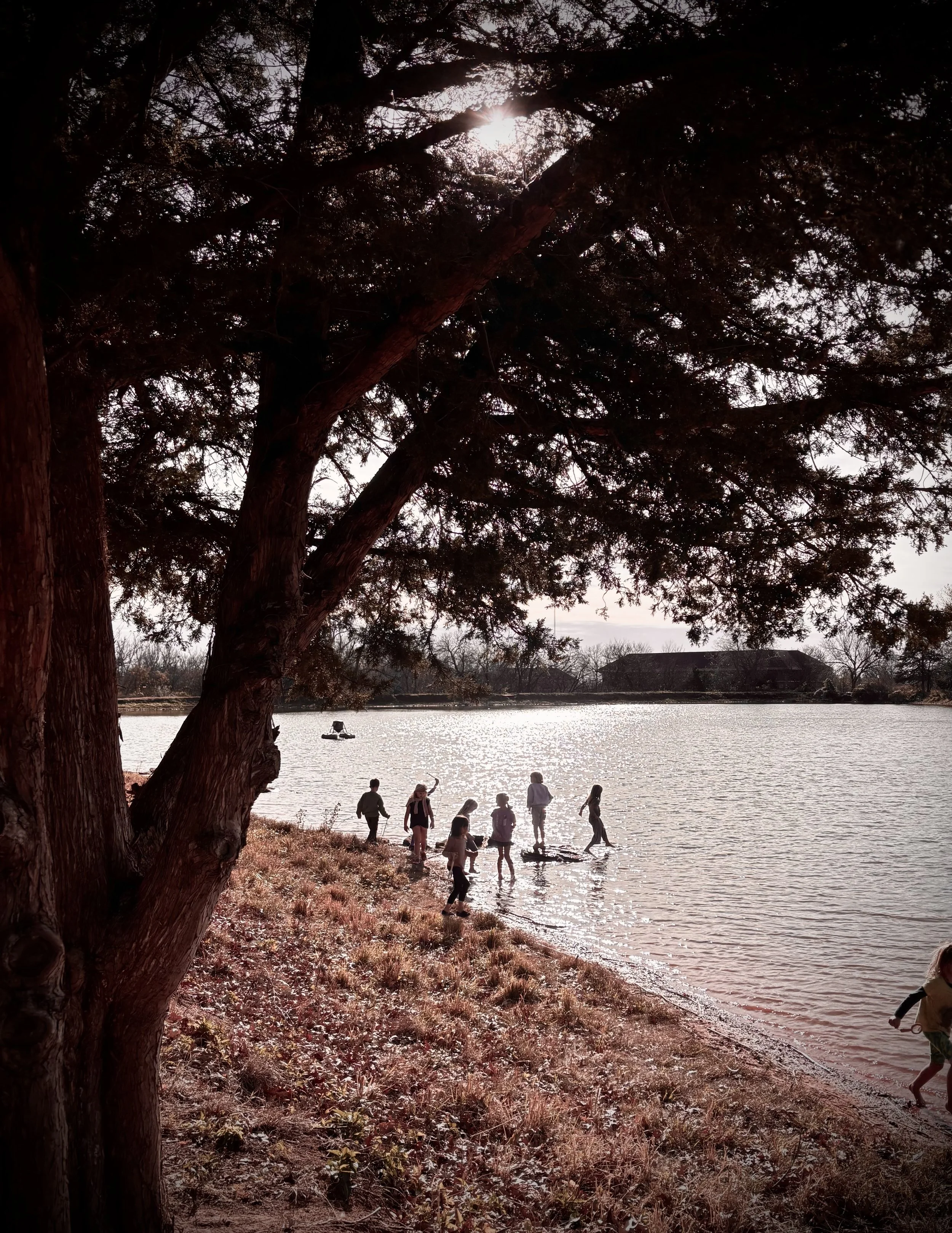 Children playing and walking along the shoreline of a lake under a large tree with the sun shining through its branches.