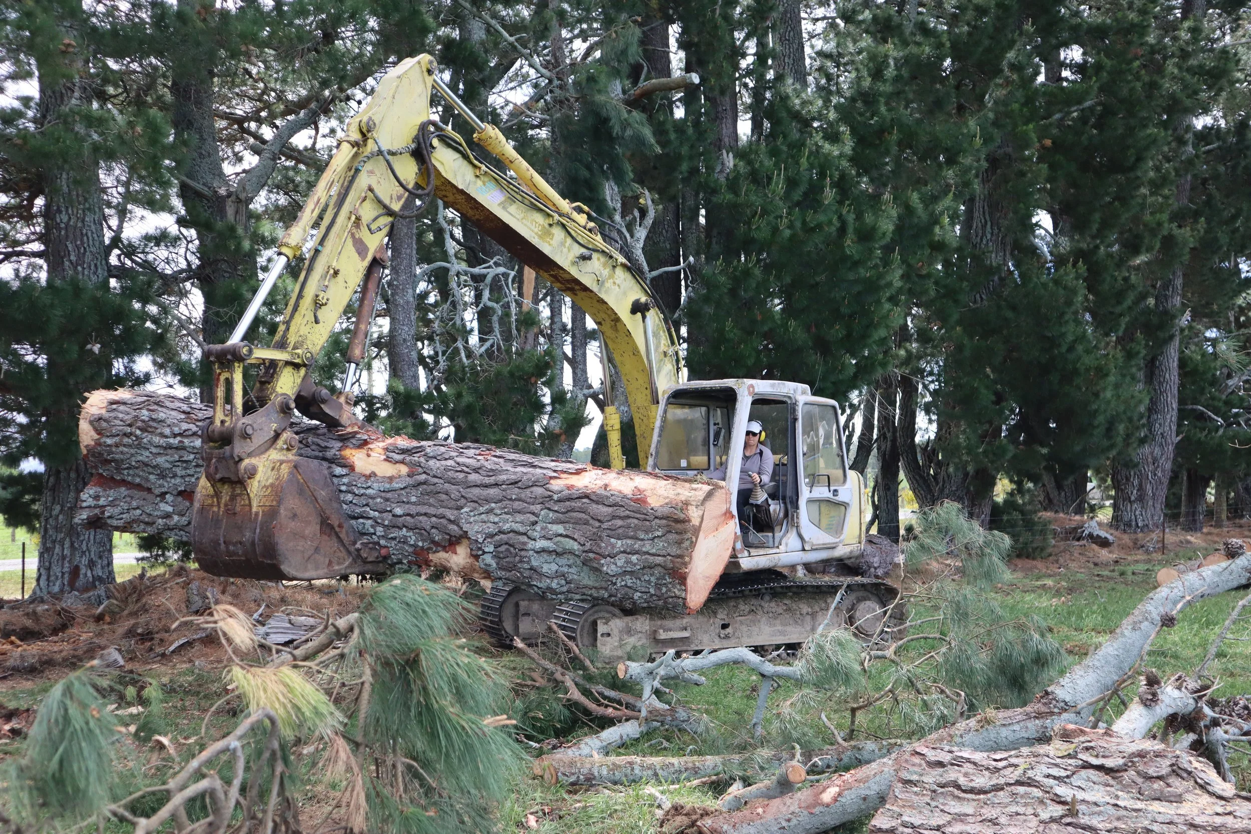 A person operating an excavator cutting down a large tree in a forested area.