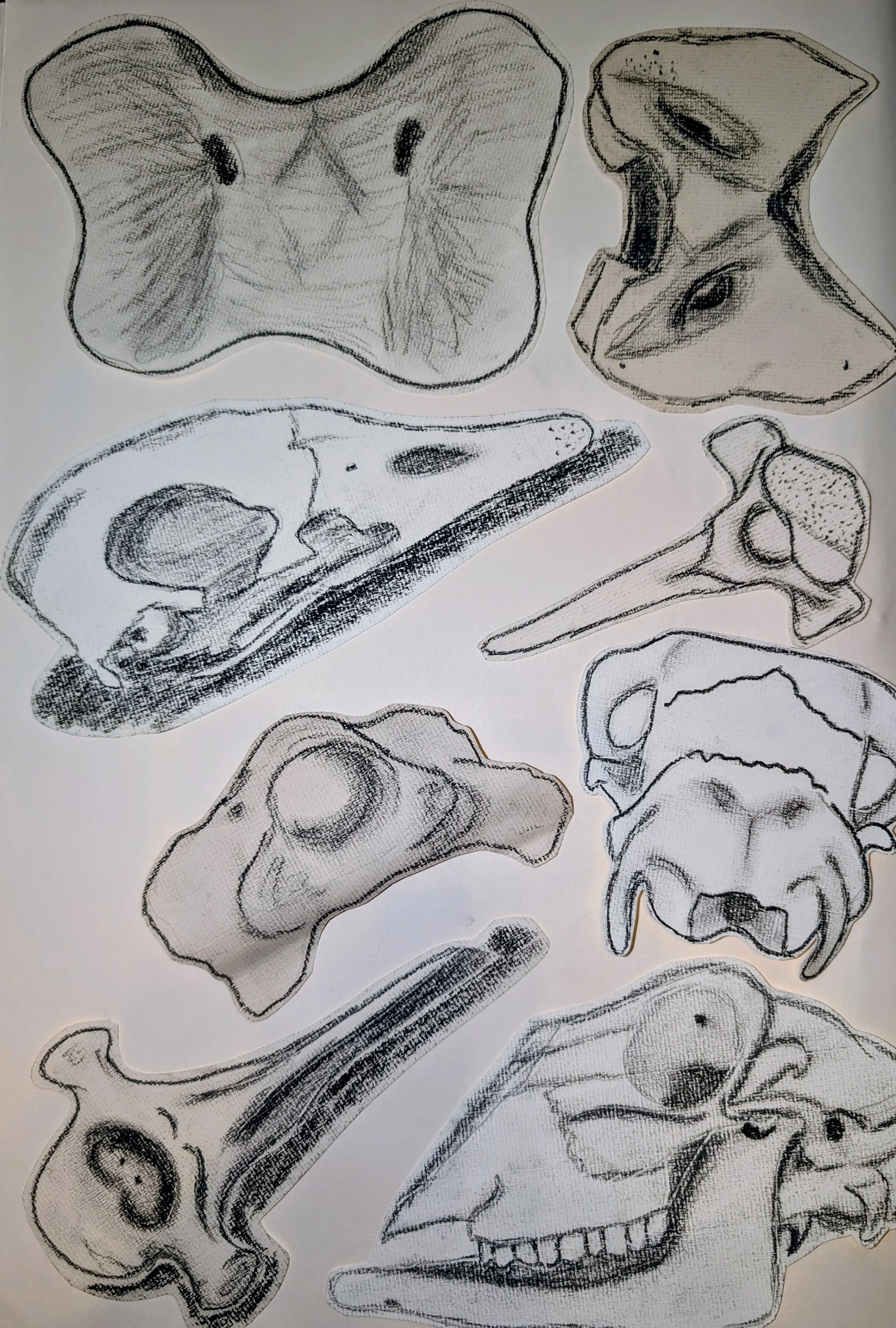 Several black and white sketches of various animal skulls and bones - by Bronwyn Putman at Forgotten Loves