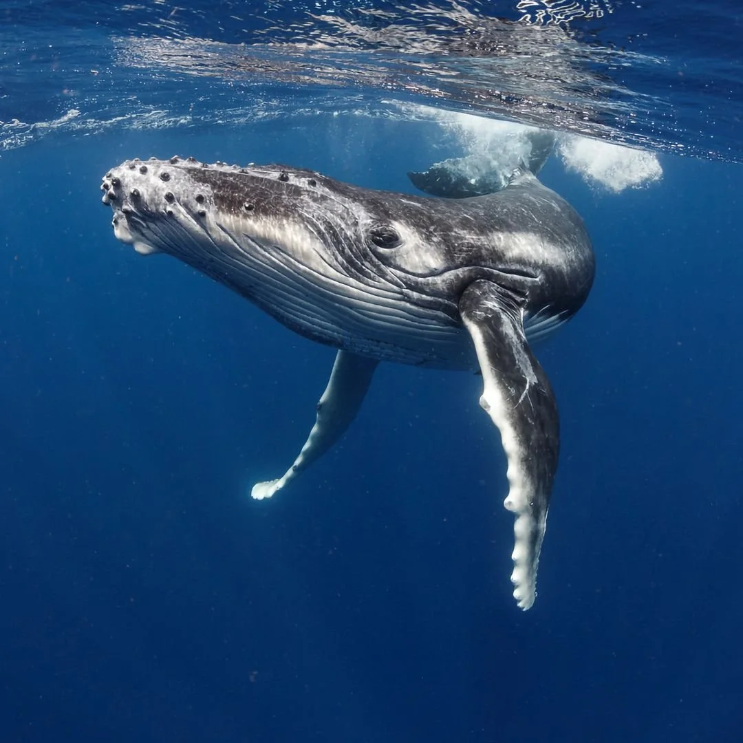 Untitled design (9).jpg