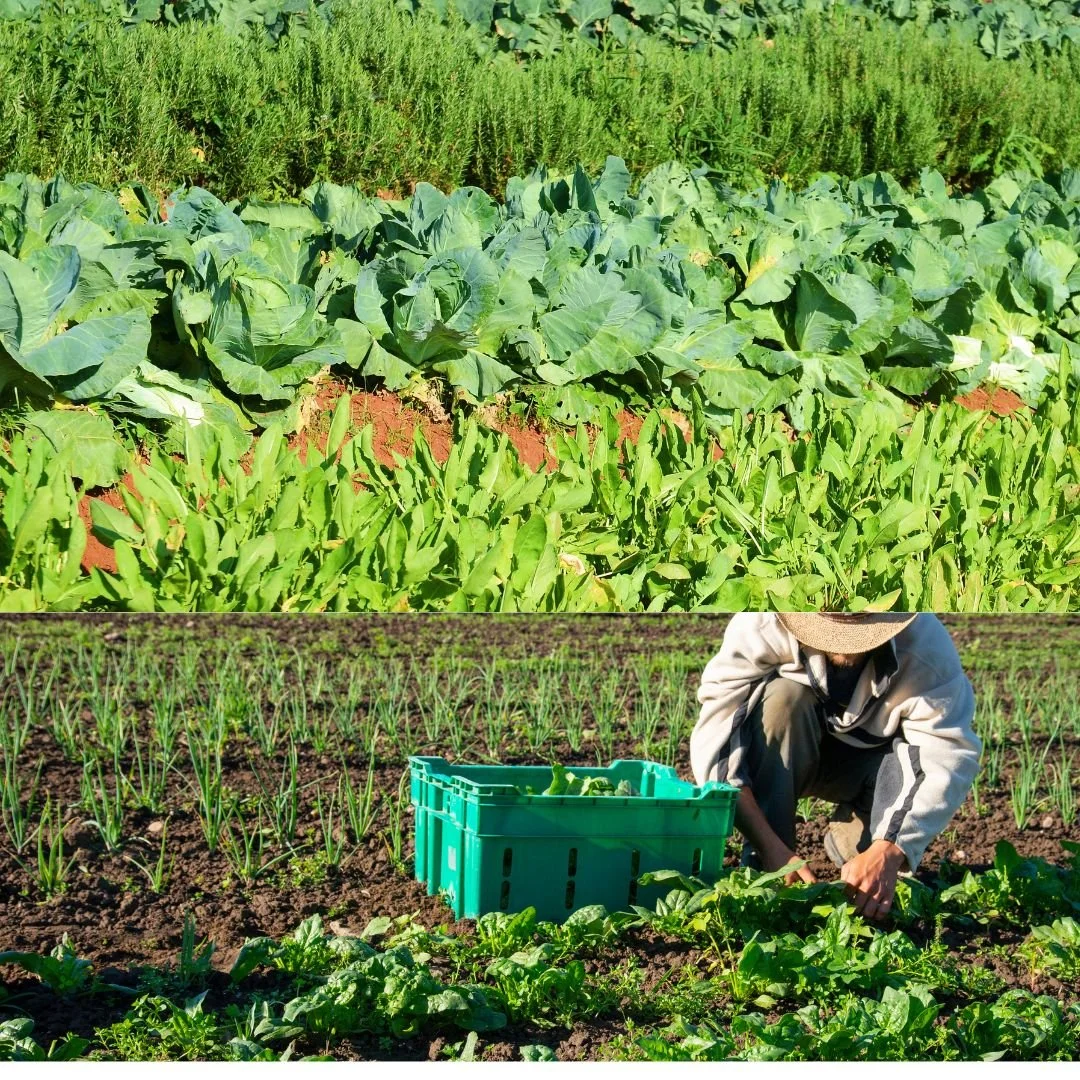 Untitled design (10).jpg