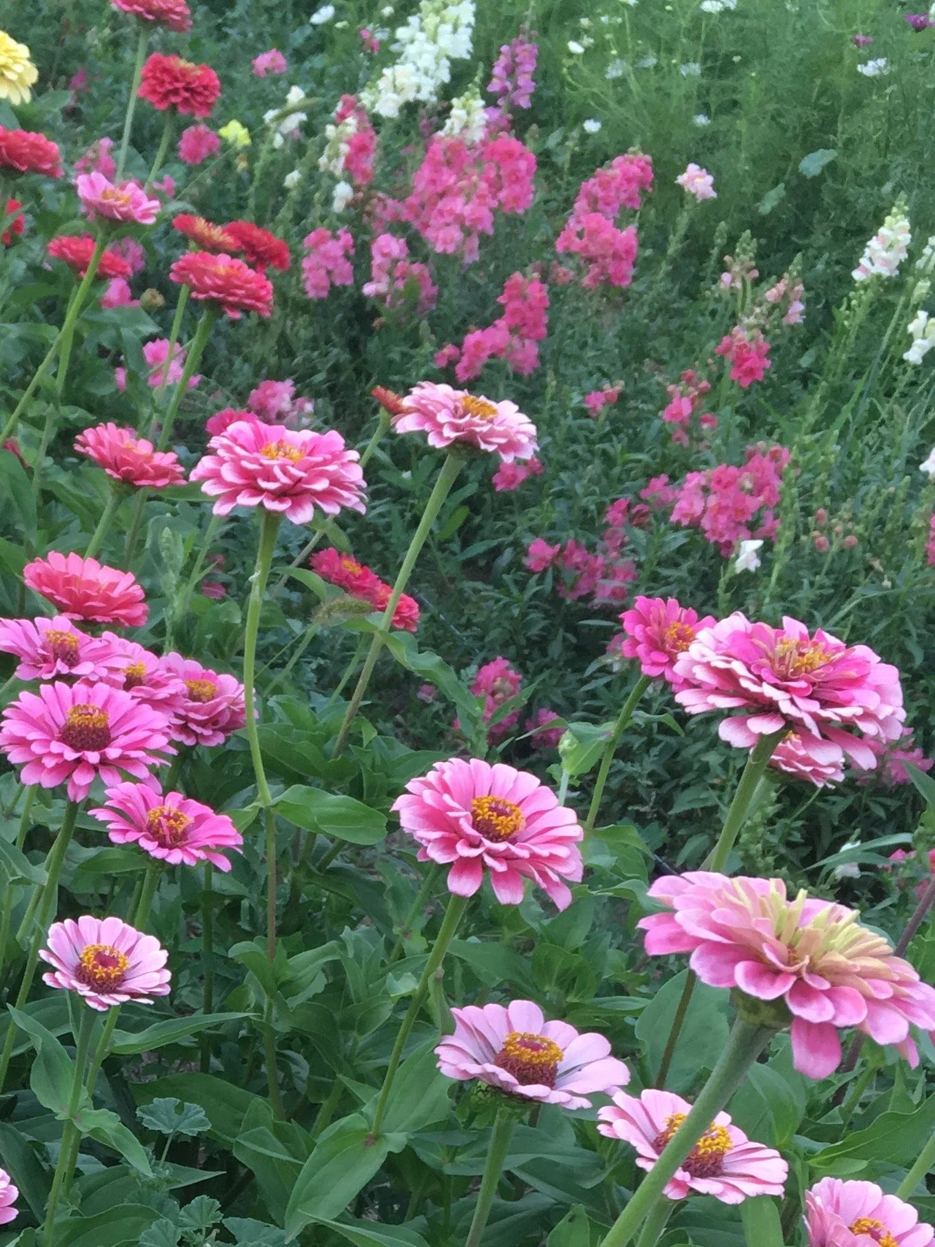 FullSizeR (11) (1).jpg