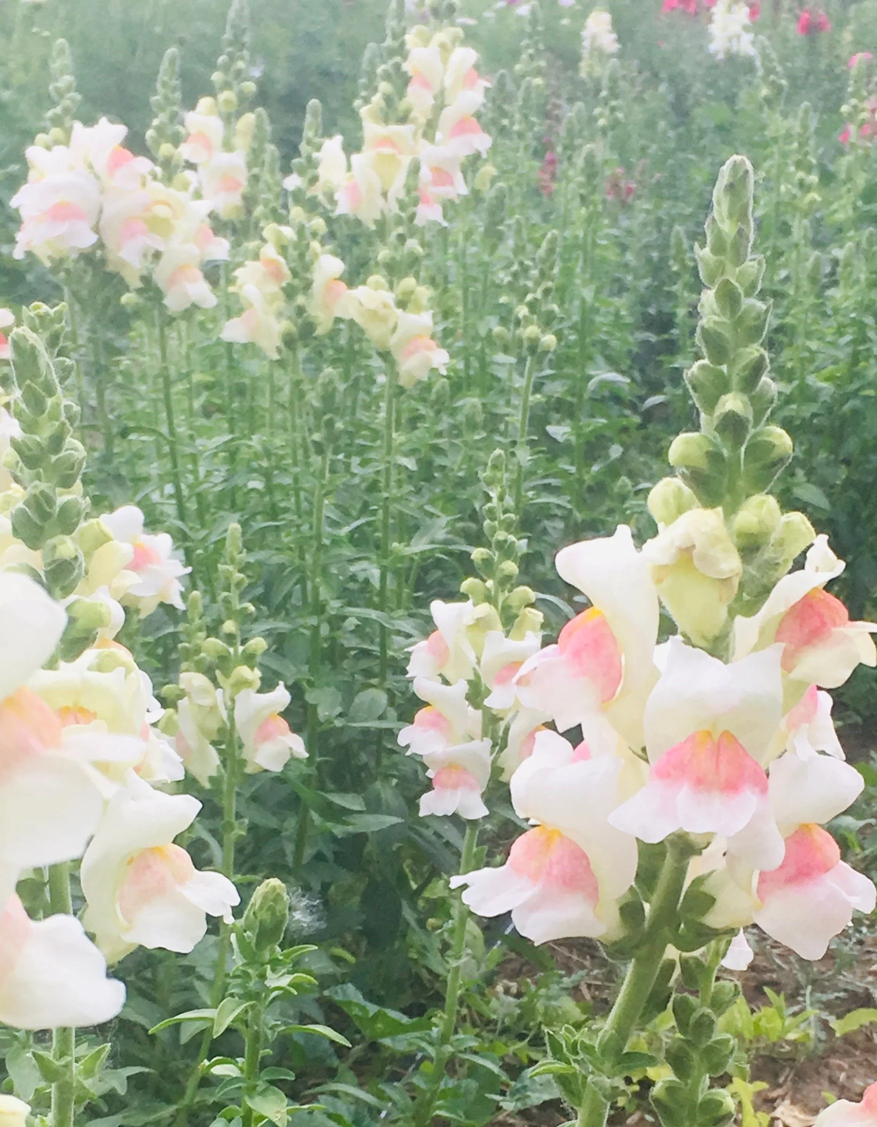 FullSizeR (12) (1).jpg