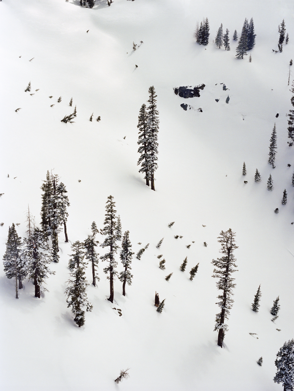 Snow Trees, 2017. Archival pigment print, 
30 x 40 inches. 
Edition of 3.
