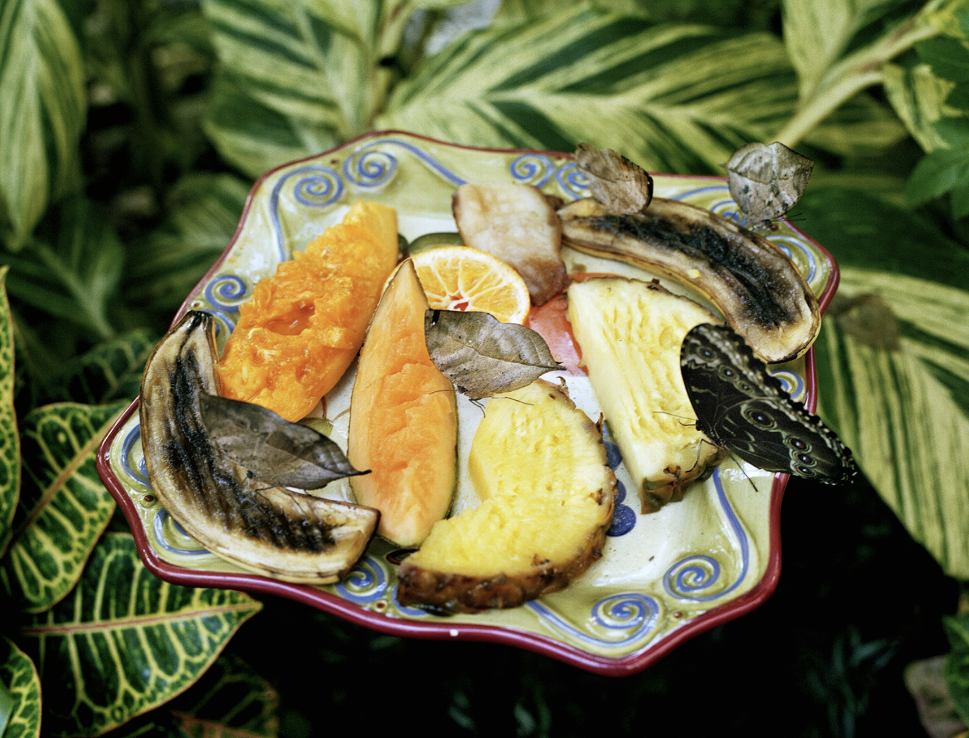 Offering, 2020. Archival pigment print, 
48 x 56 inches.
Edition of 3.
