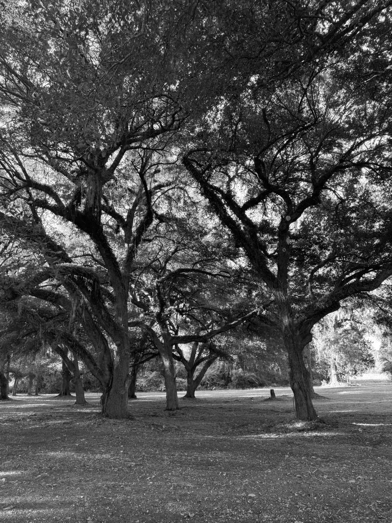 Black and white photo of tall, mature trees with sprawling branches in a park or natural setting at Rip Raps.