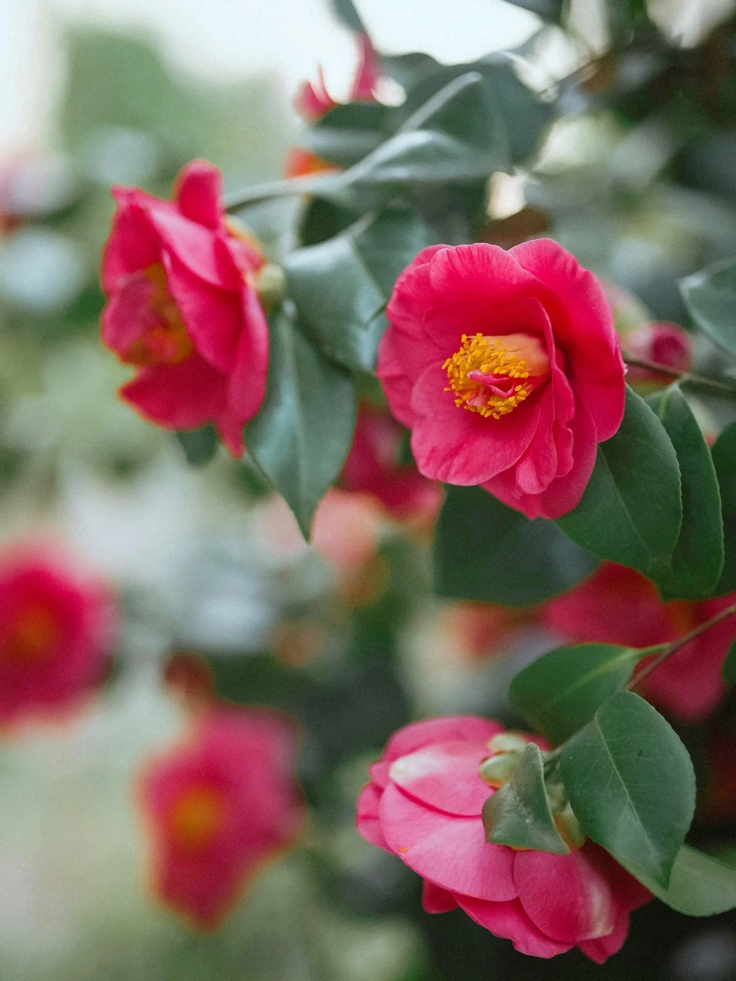 It&rsquo;s finally feeling like spring and our camellias are in full bloom! We&rsquo;re waiting oh so patiently for the azaleas next! 

#springinthesouth #scweddingvenue #weddingvenue #springtime #southerngarden