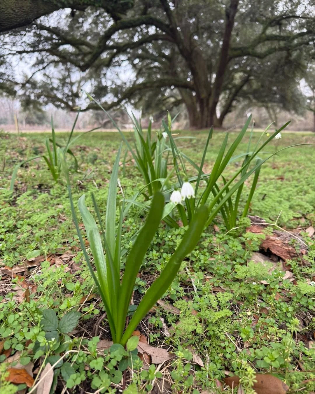Spring is coming to the Crossroads! 💕🌿