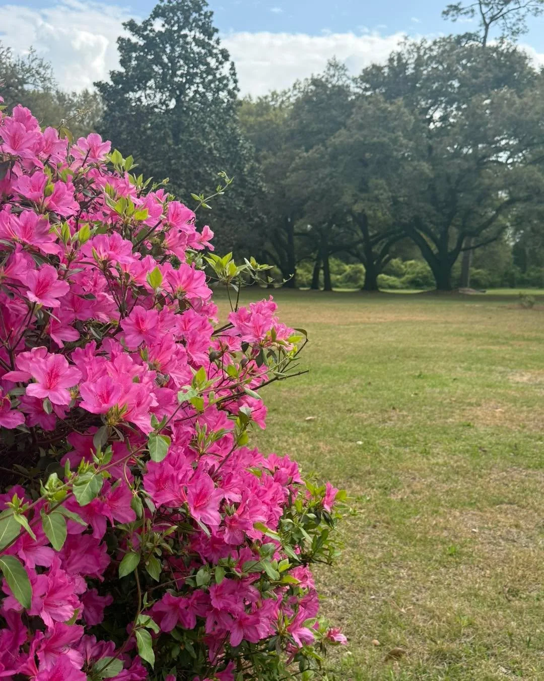The azaleas have outdone themselves this year!