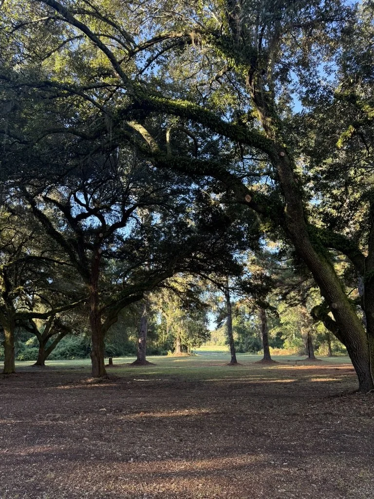 A park with large trees, green grass, and a dirt pathway, illuminated by sunlight.