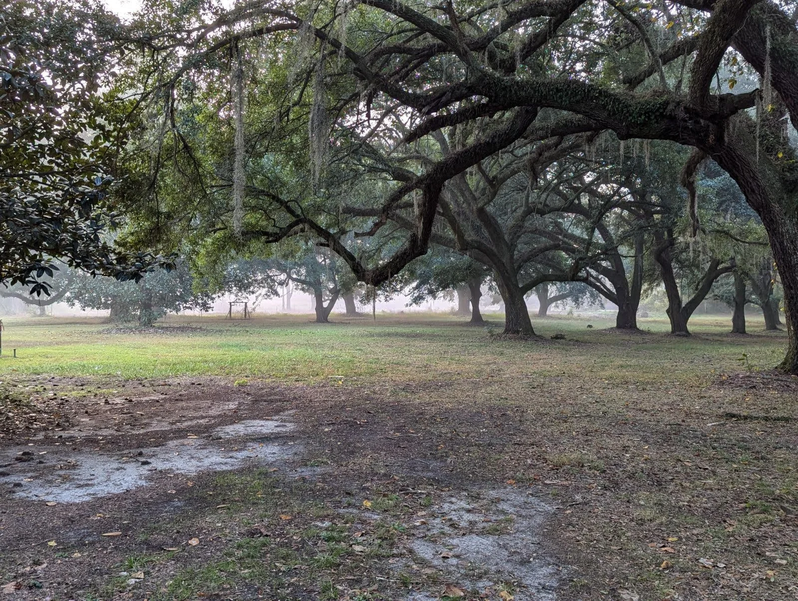 A foggy morning underneath the Oak grove at Rip Raps.