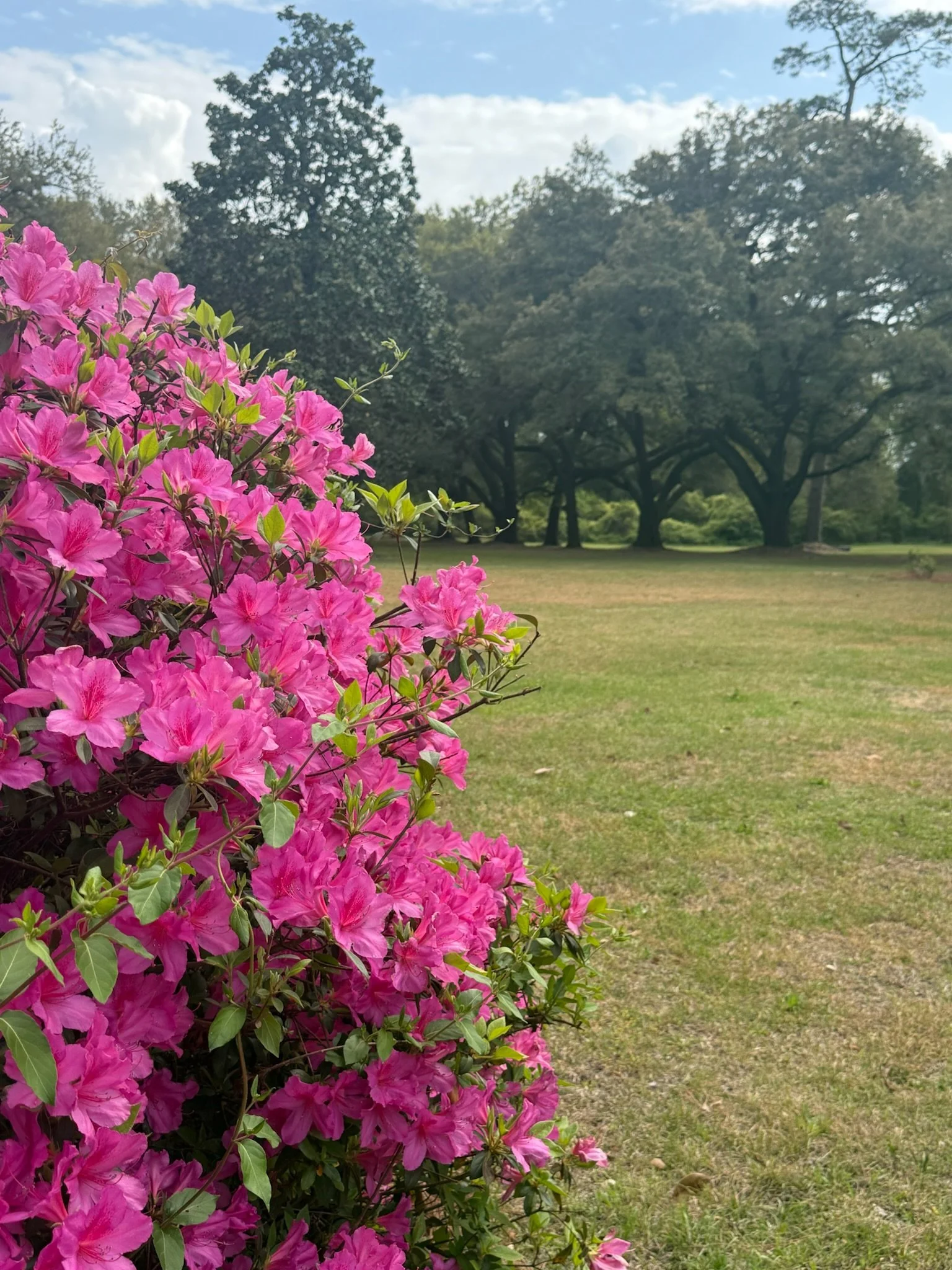 A garden scene with a large cluster of pink flowers in the foreground, and trees with green foliage and a partly cloudy sky in the background.