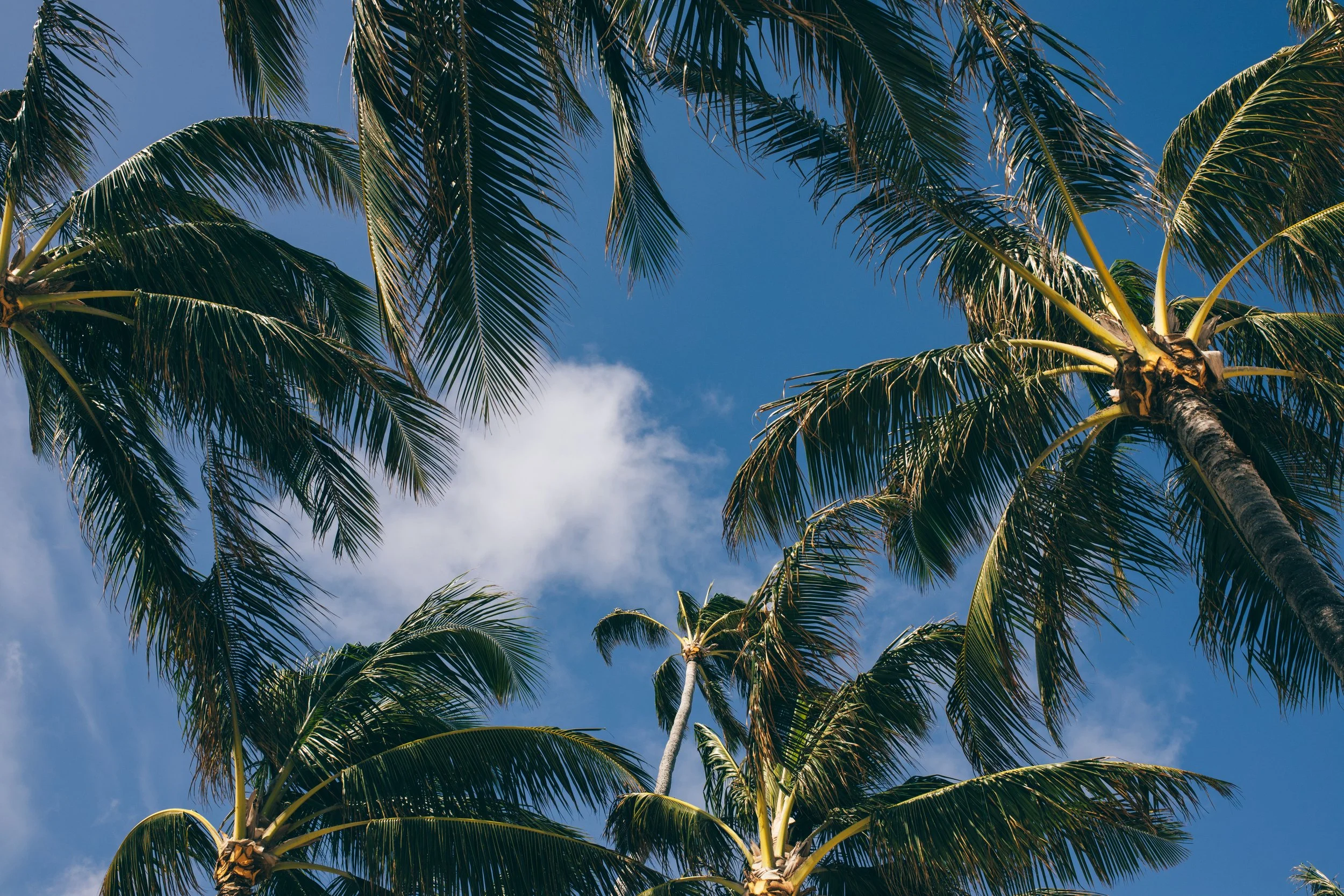 FFLandscape-052 (resized).JPG