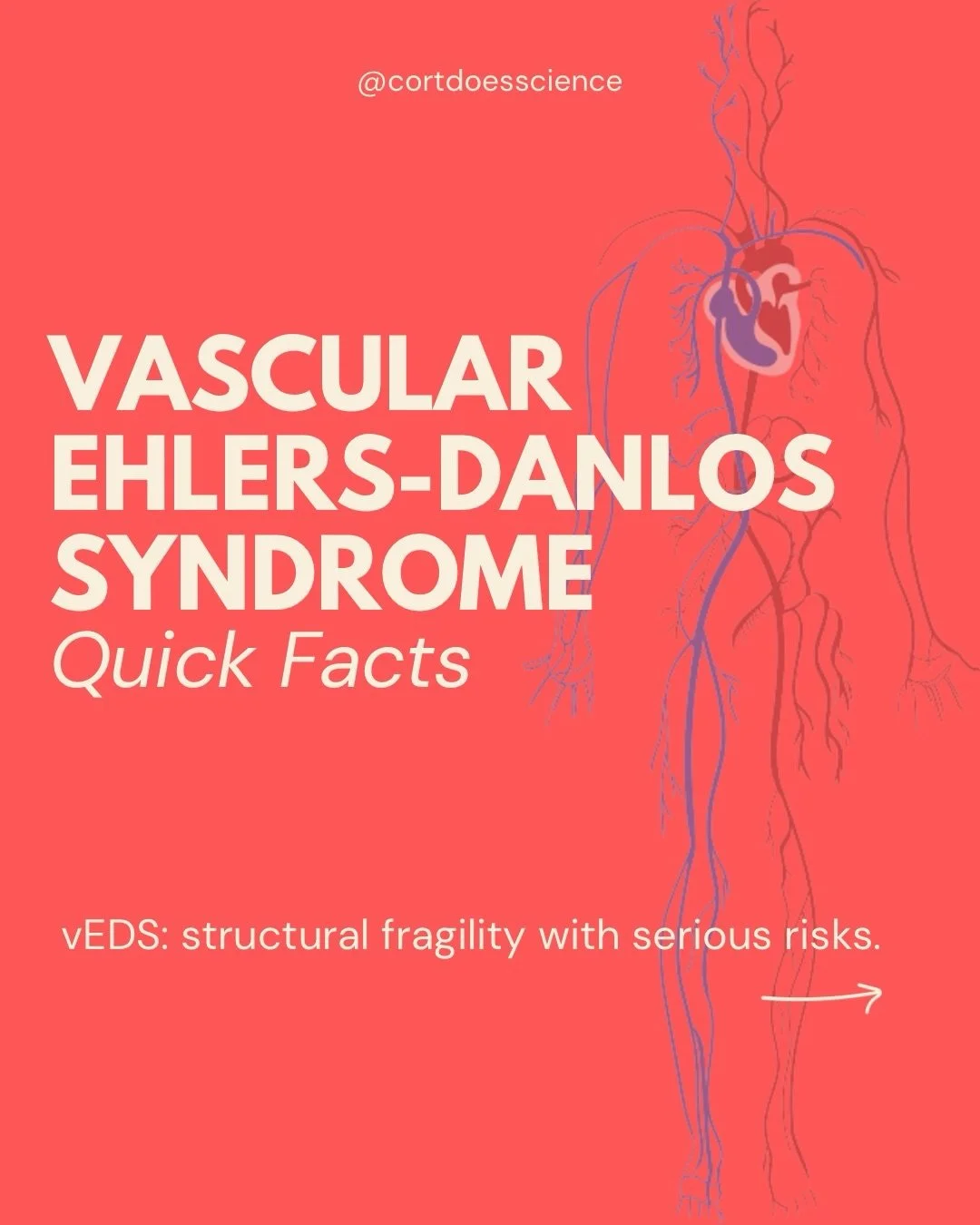 Vascular Ehlers-Danlos syndrome (vEDS) is a rare subtype of EDS caused by pathogenic variants in COL3A1, a gene important for type III collagen in blood vessels and organs.

People with vEDS may have thin, translucent skin, easy bruising, and often m