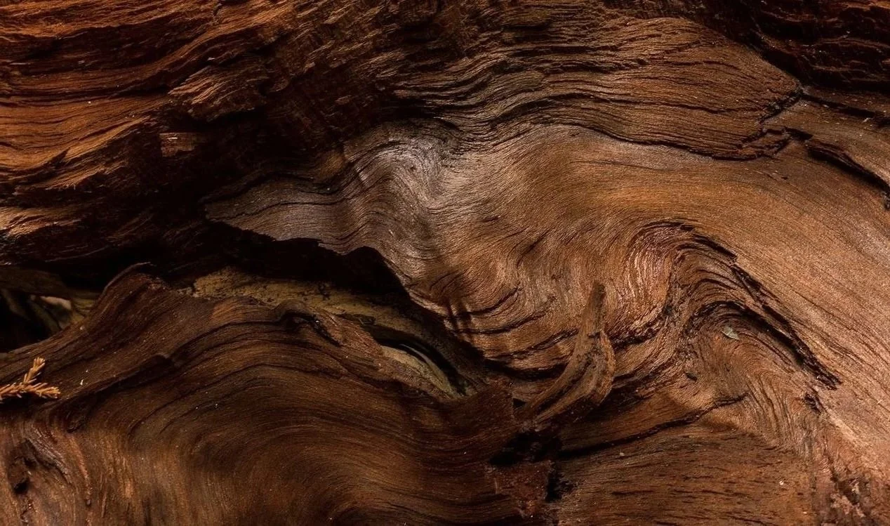 Western Light | Hassall Grove