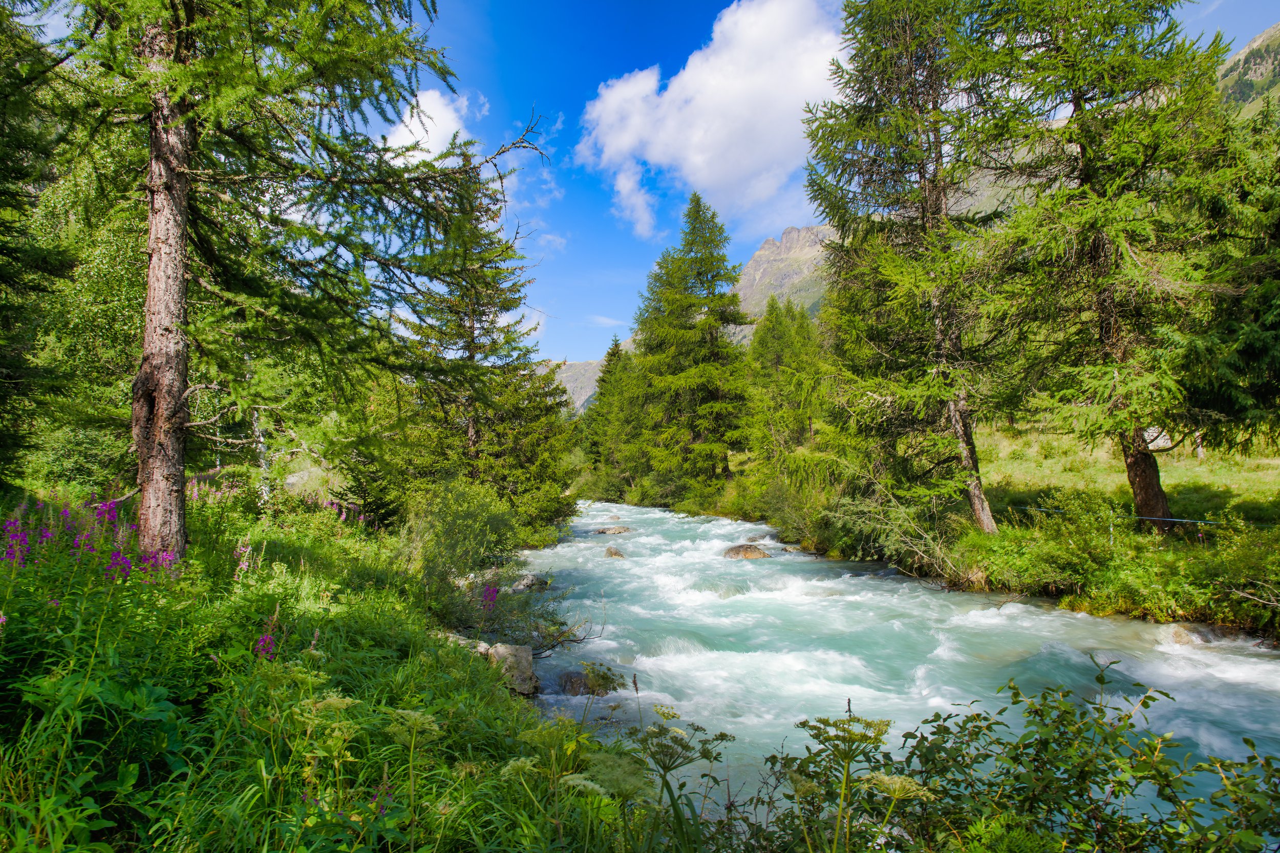 A scenic view of a rushing river flowing through a lush green forest with tall pine trees, mountain in the background, and a partly cloudy blue sky.
