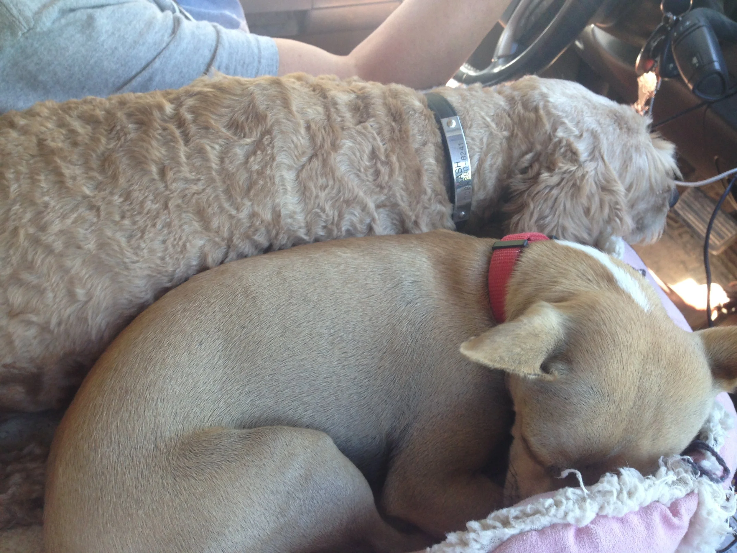 SUN - 25 Competitive Junior