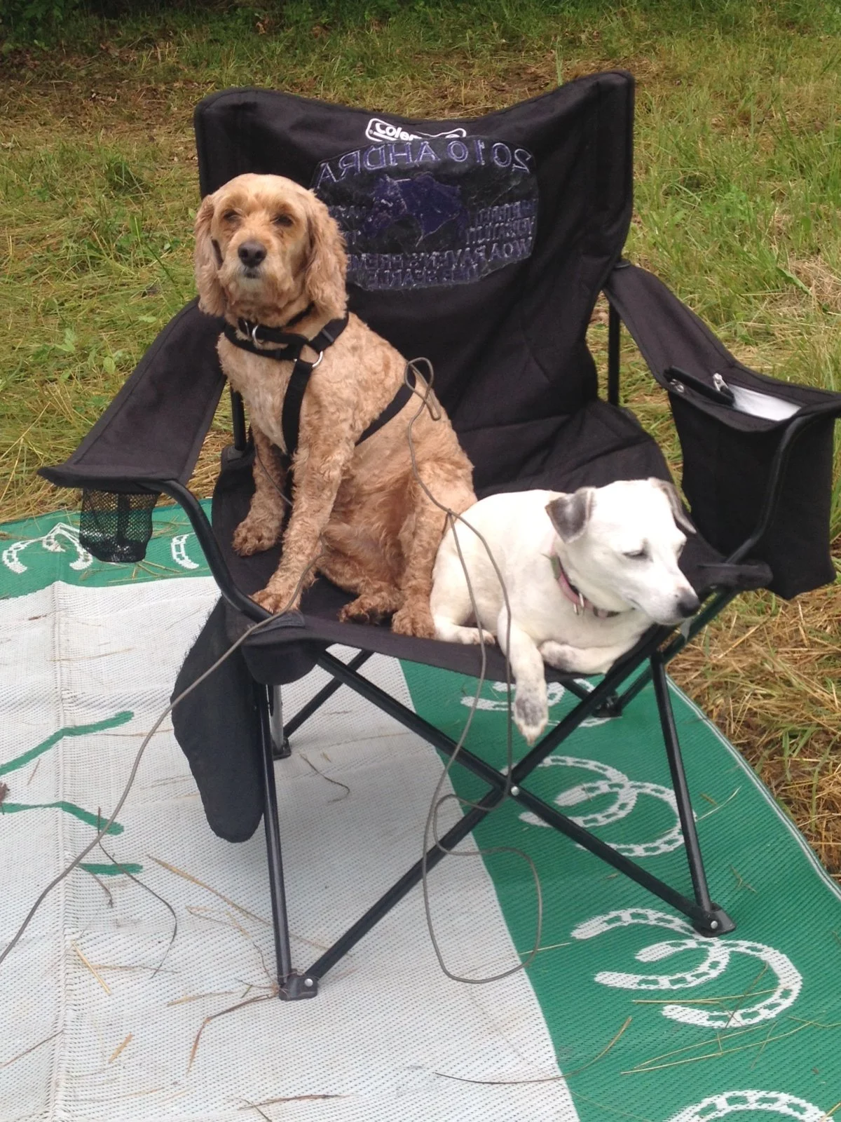 SAT - 25 Limited Distance Junior