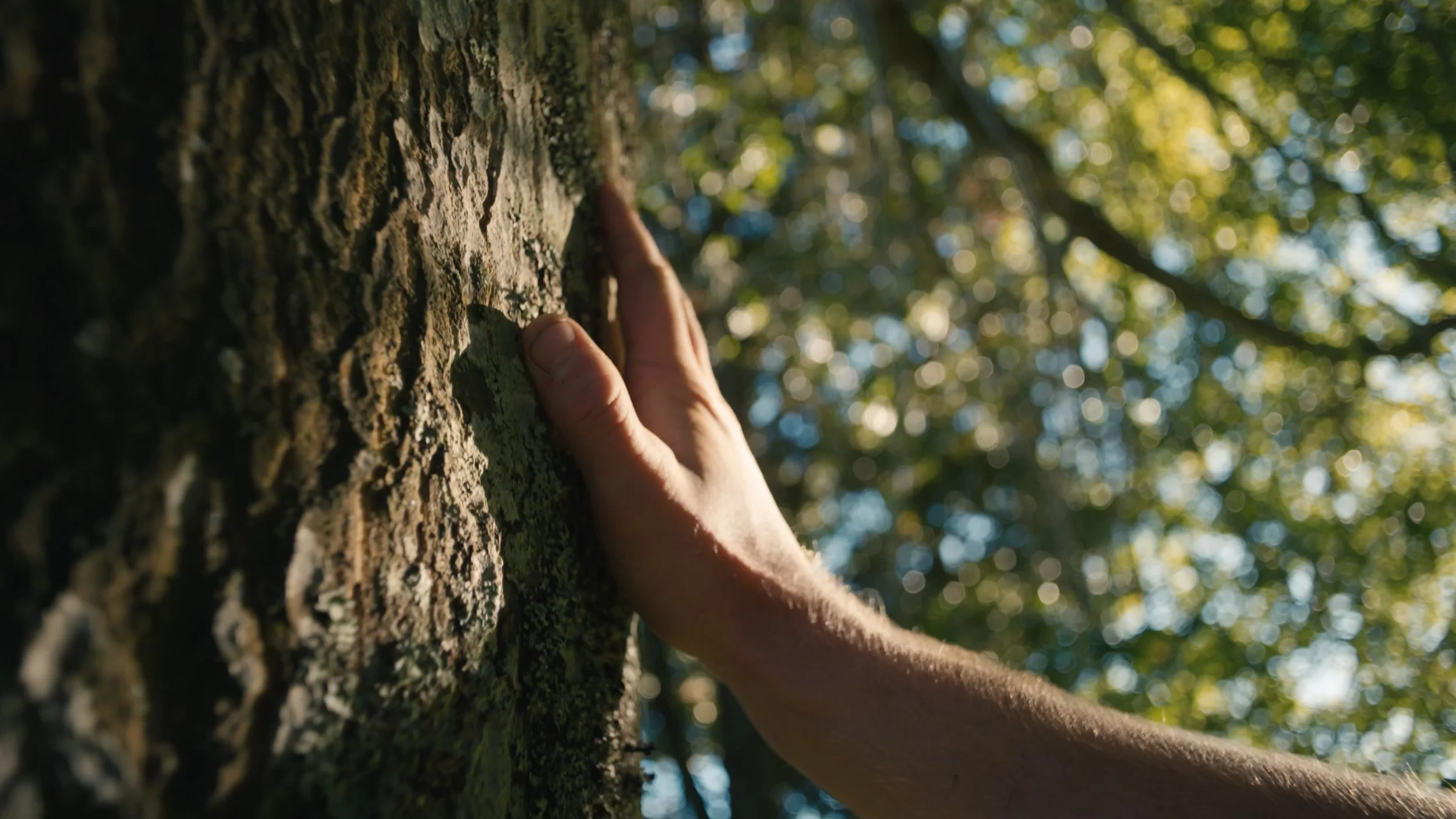 A person's hand touching the trunk of a tree with rough bark, with sunlight filtering through green leaves in the background.
