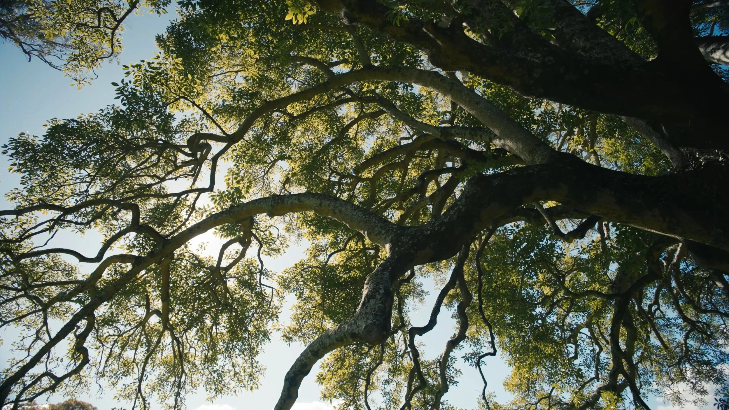 Looking up at the branches and green leaves of a large tree against the sky.