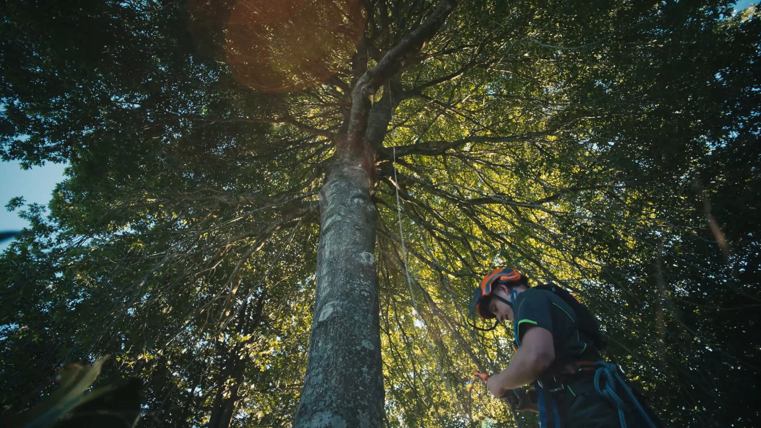 A person wearing a helmet and harness standing on the ground in a forest looking up at a tall tree with dense foliage, sunlight filtering through the leaves.