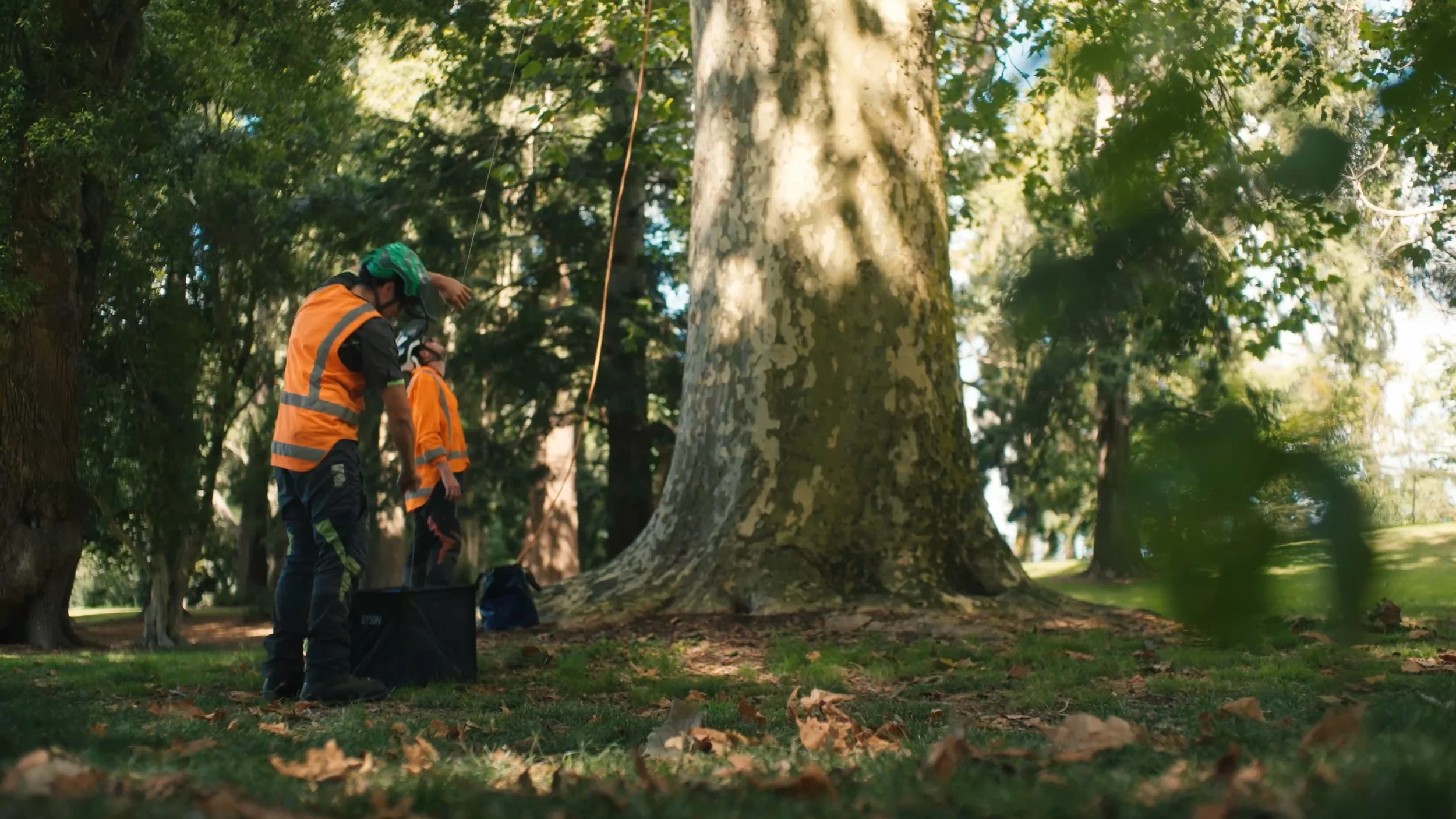 Two people in orange safety vests and helmets working outdoors in a forested area, possibly conducting a survey or inspection near a large tree.