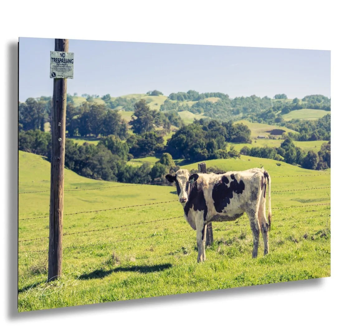 A black-and-white cow standing in a green pasture behind a barbed wire fence, with rolling hills and trees in the background. There is a "No Trespassing" sign on a wooden post in the pasture.
