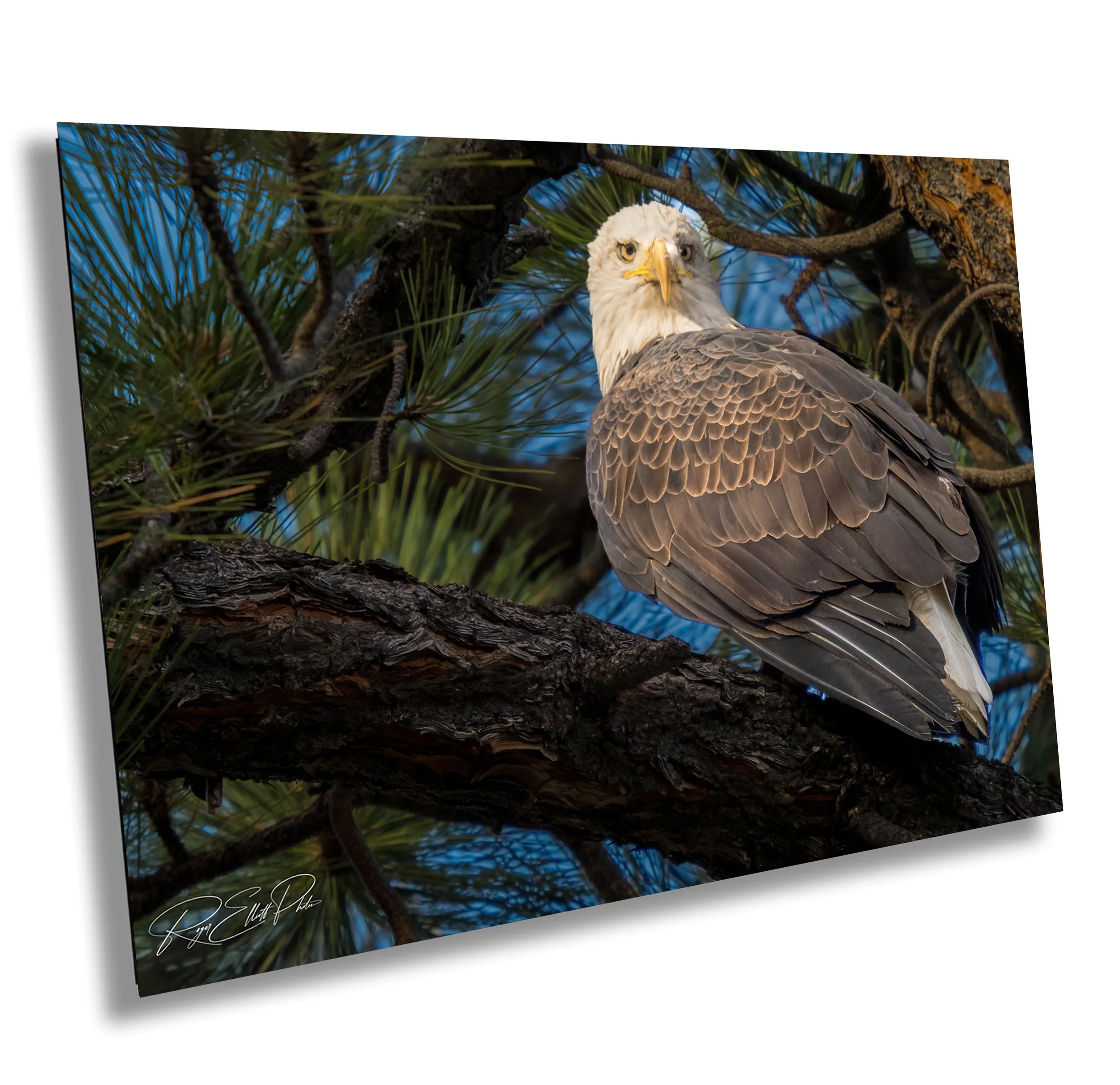 A bald eagle perched on a pine tree branch with green pine needles and a blue sky background.