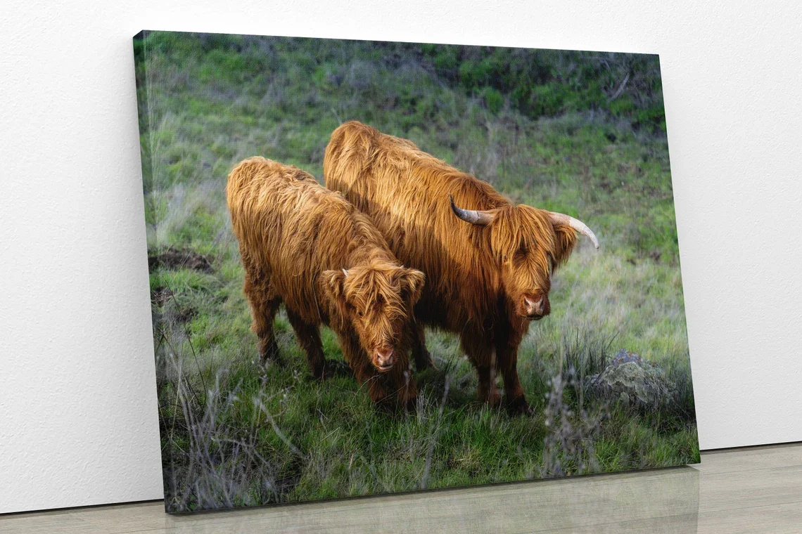 Photograph of two Highland cows with reddish-brown shaggy hair standing on green grass in a field.