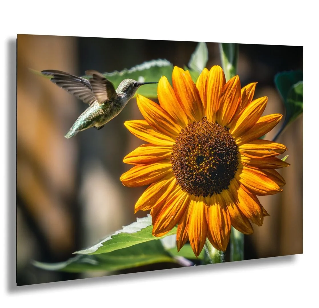 Hummingbird approaching a large sunflower with orange petals and a dark center, set against a blurred background.