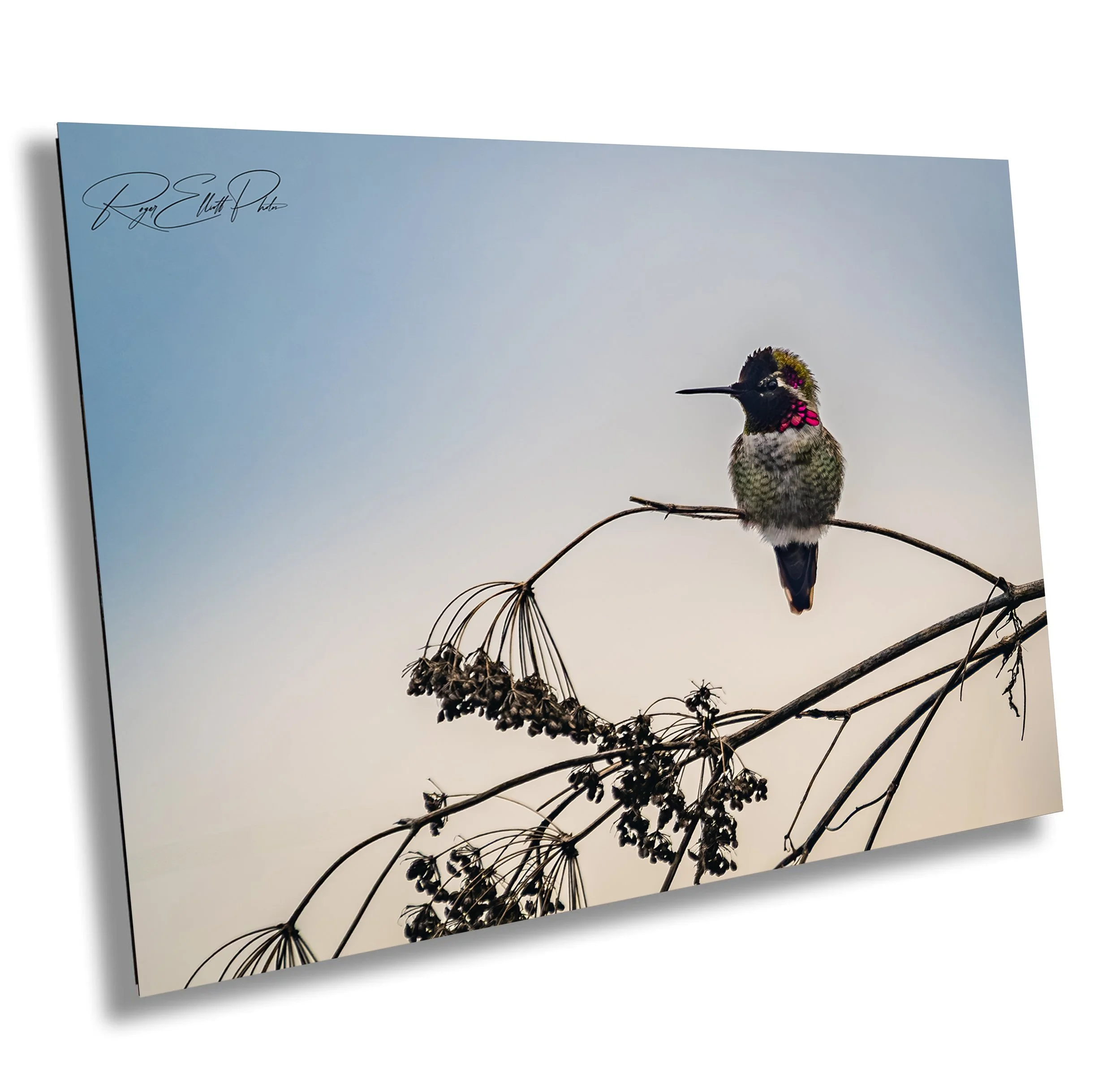 A colorful hummingbird perched on a thin branch with dried seed pods, set against a clear sky background.