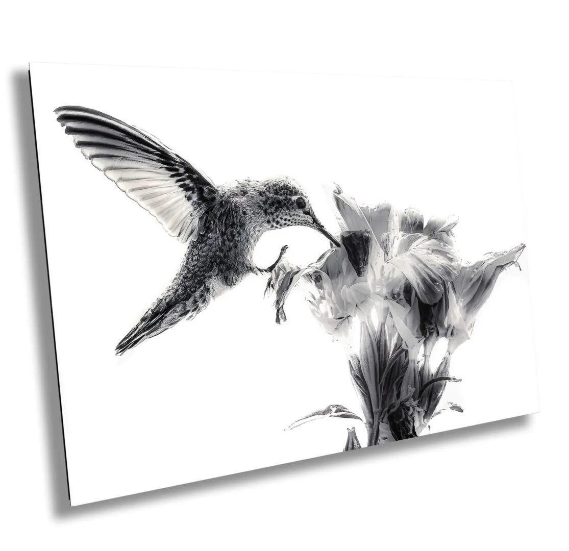 A black and white illustration of a hummingbird feeding from a flower.