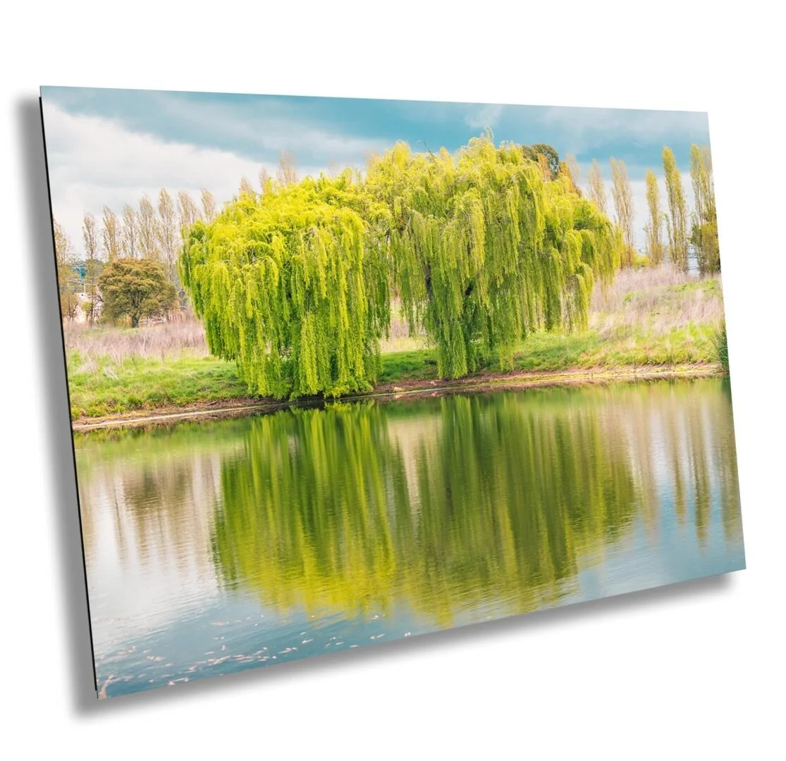 Admiring the willow and its stillness