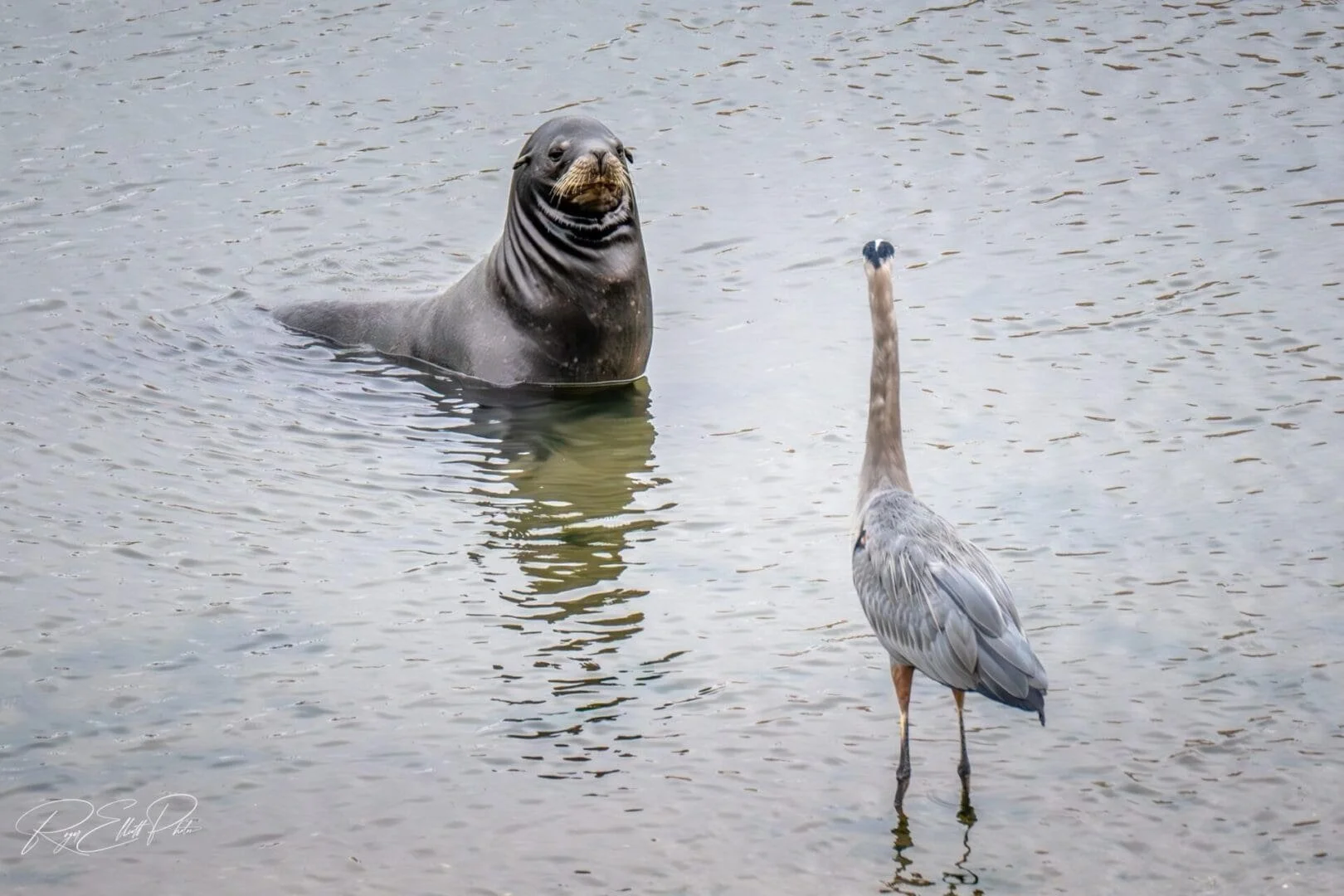 California Sea Life Standoff: Seal vs. Heron – Who Blinks First?