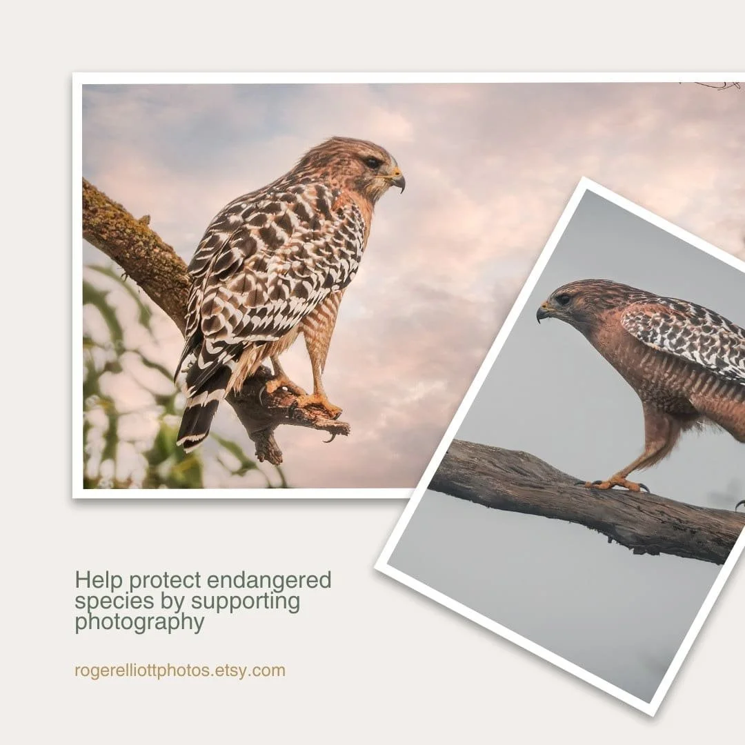Help protect endangered species by supporting photography