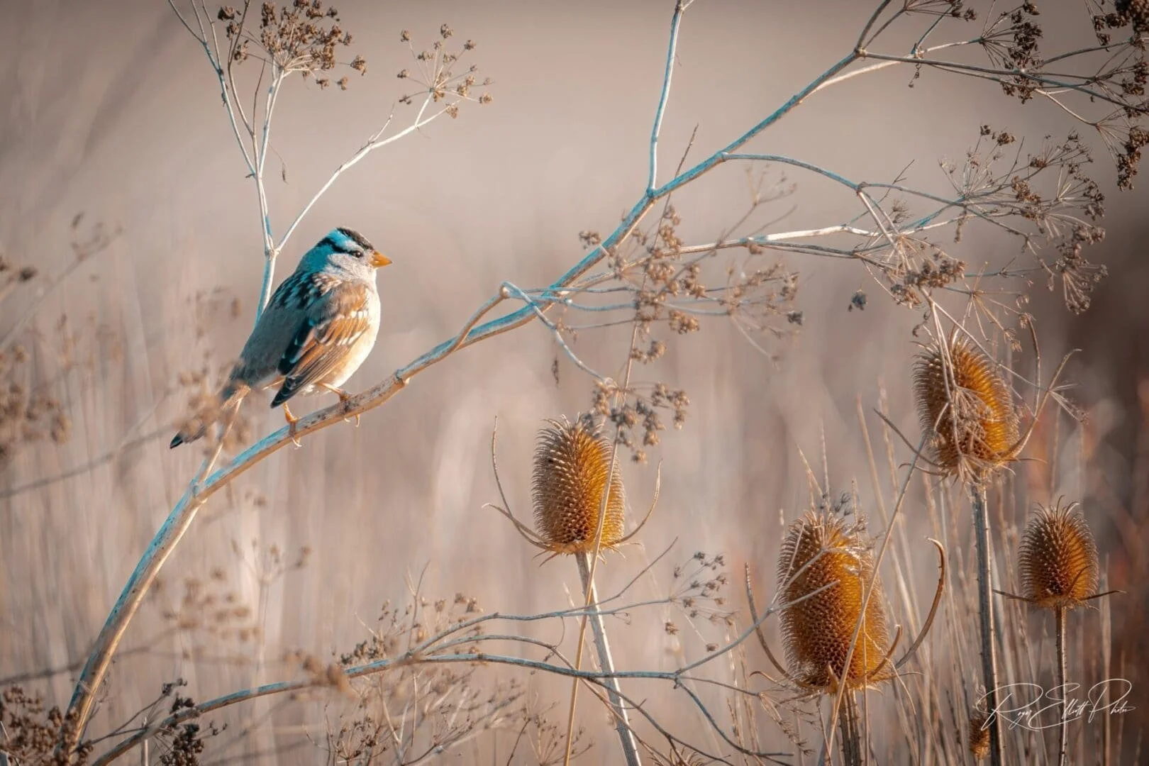 Morning hike at Tolay Park