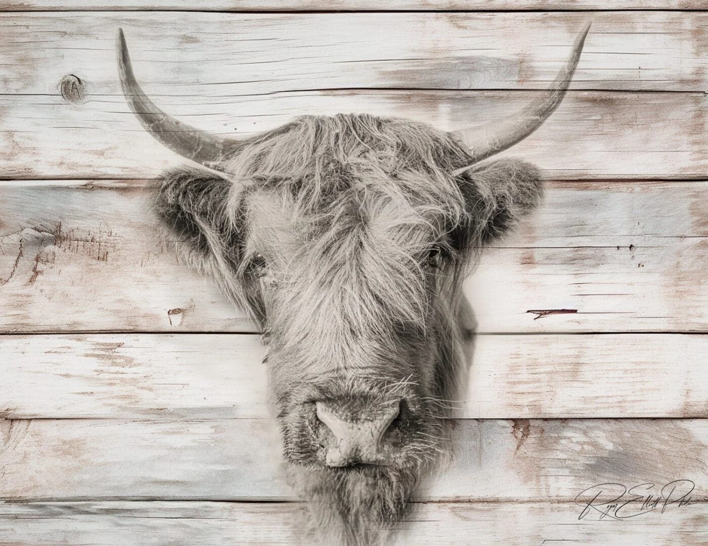 This Highland cow isn’t here to play—unless it’s with your heart. 💘🐂