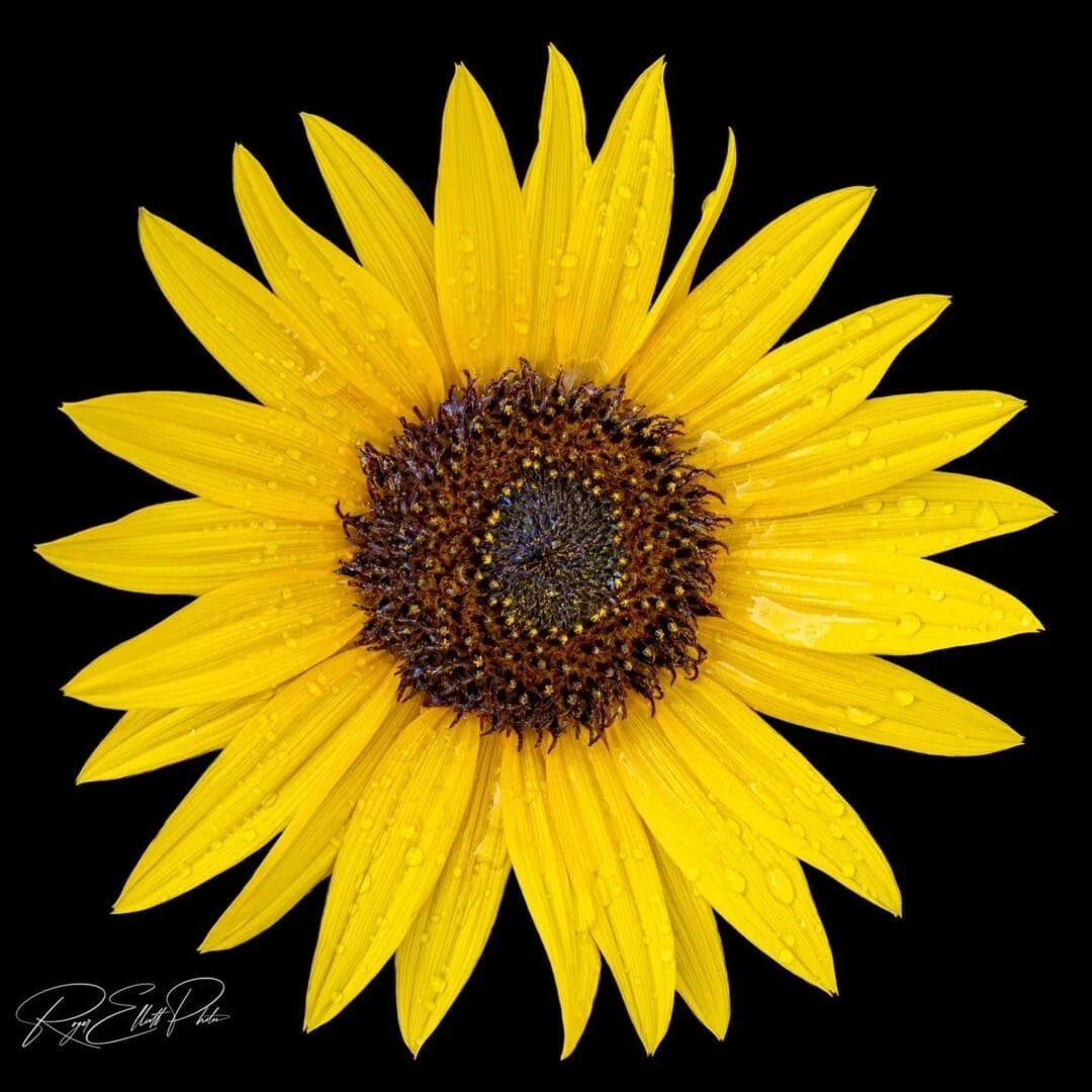 🌞 New Print available soon!!