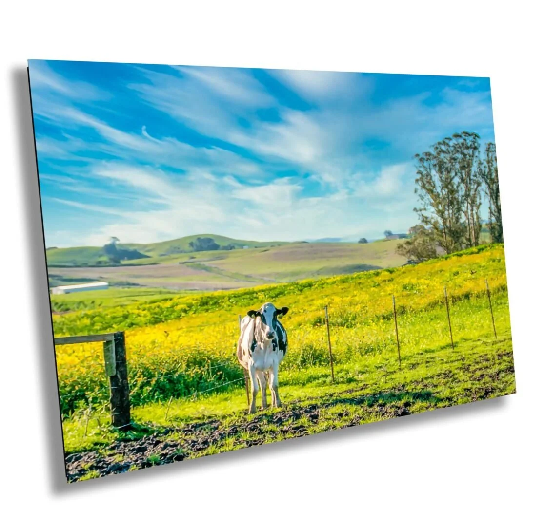 The Spirit of the Wild: Capturing Nature Through the Lens